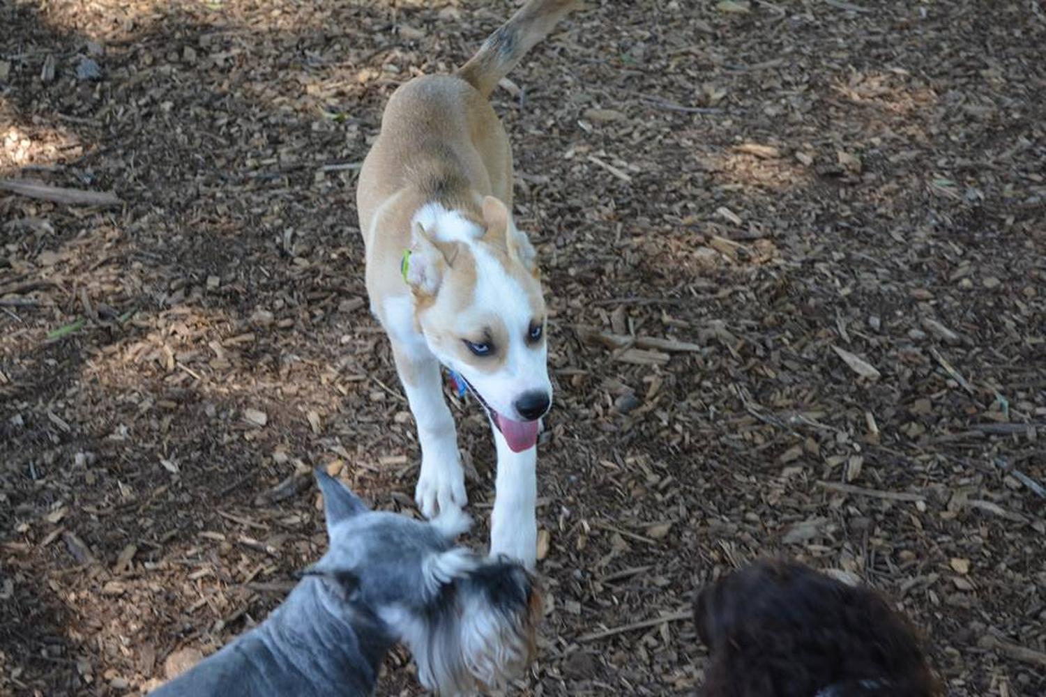 Countryside Pet Estates 2