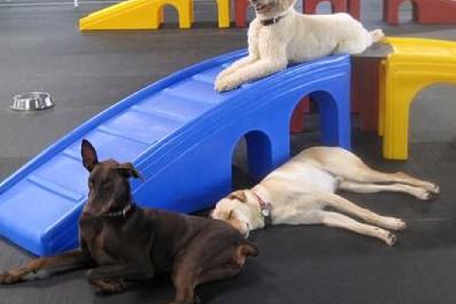 Woofs and Wags Pet Lodge 4