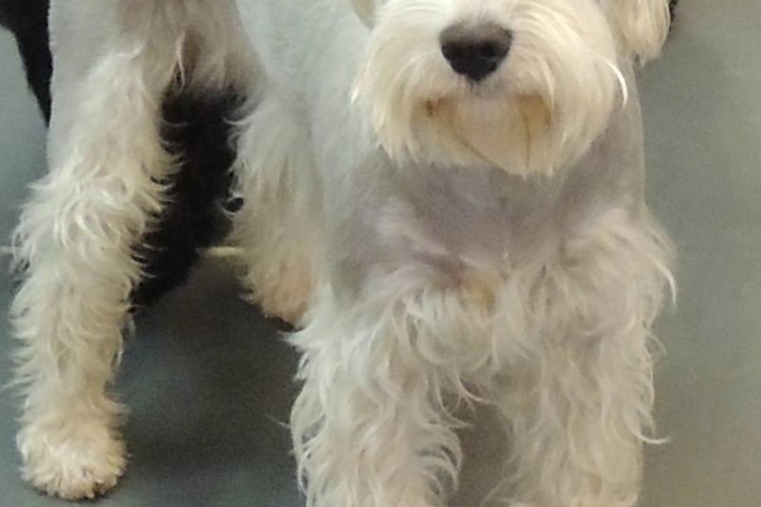 Woofs and Wags Pet Lodge 7