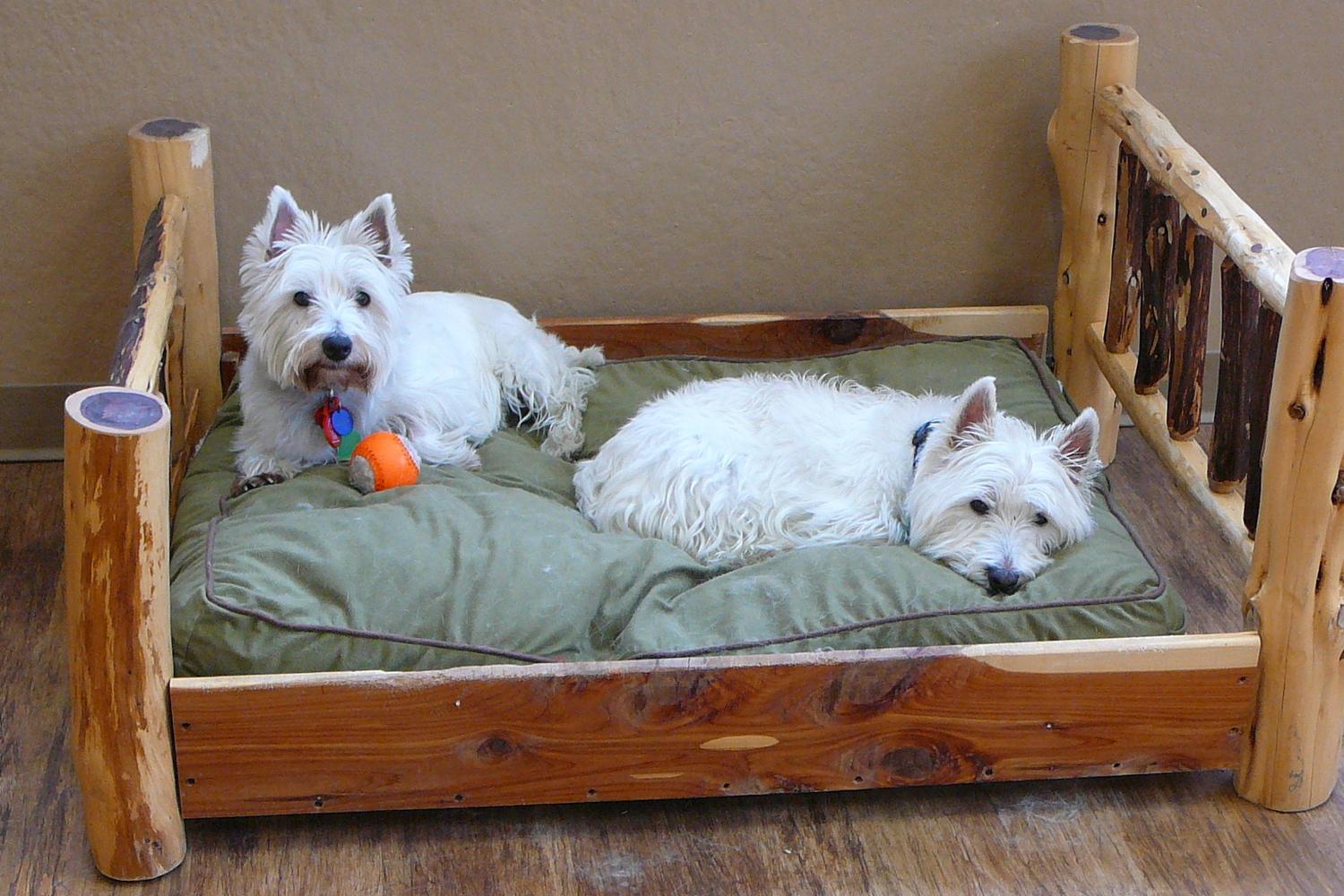 Camp Bow Wow Burnsville 4