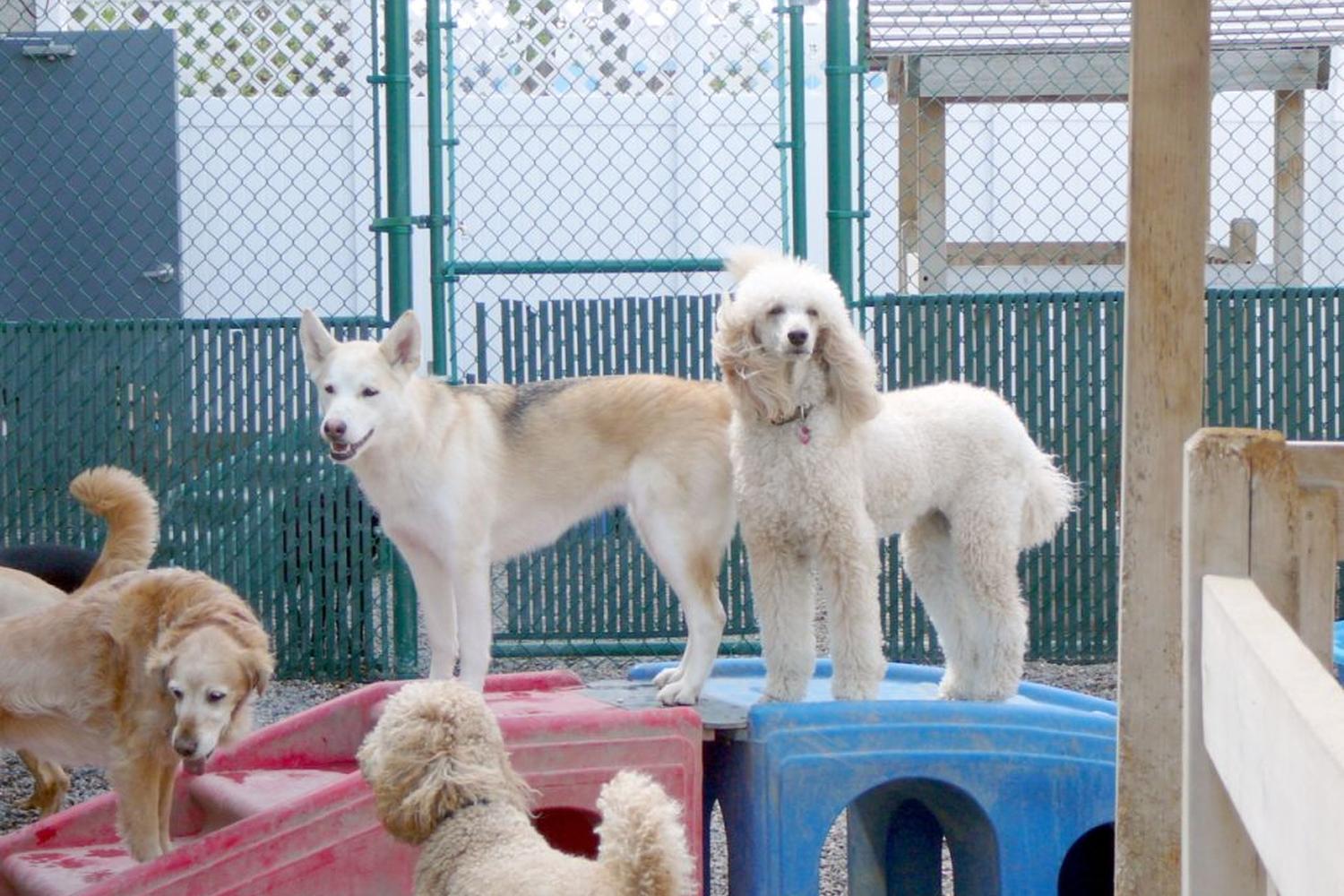 Camp Bow Wow Burnsville 7