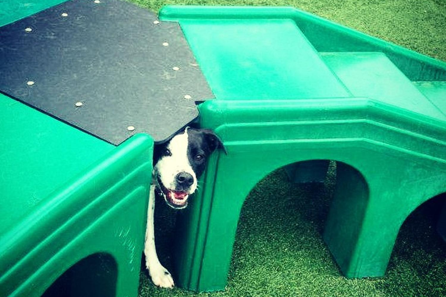 Camp Bow Wow Burnsville 2