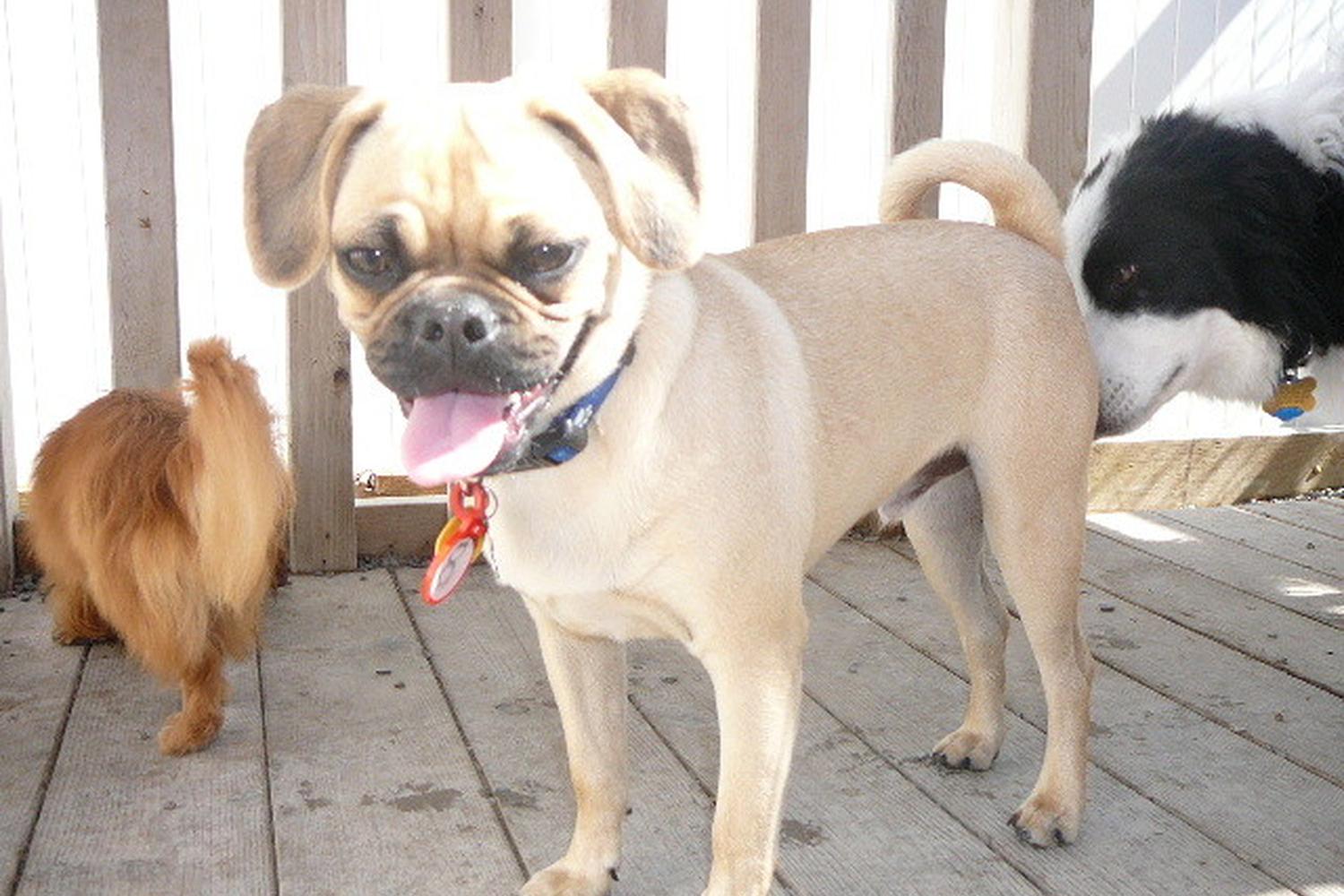 Camp Bow Wow Burnsville 9