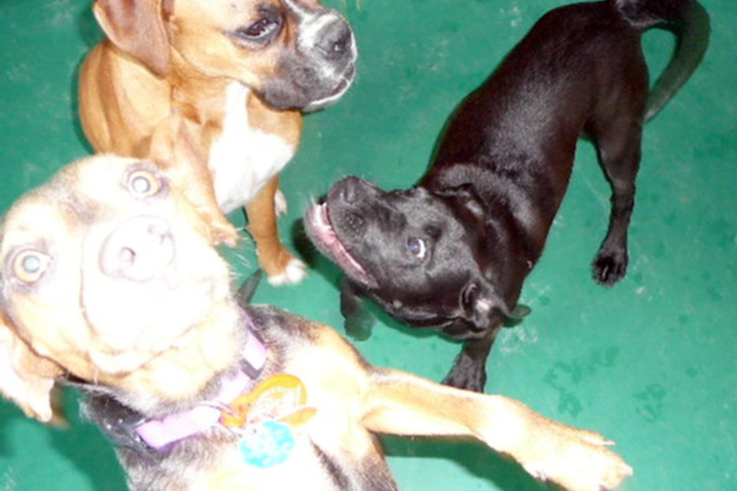 Camp Bow Wow Burnsville 6