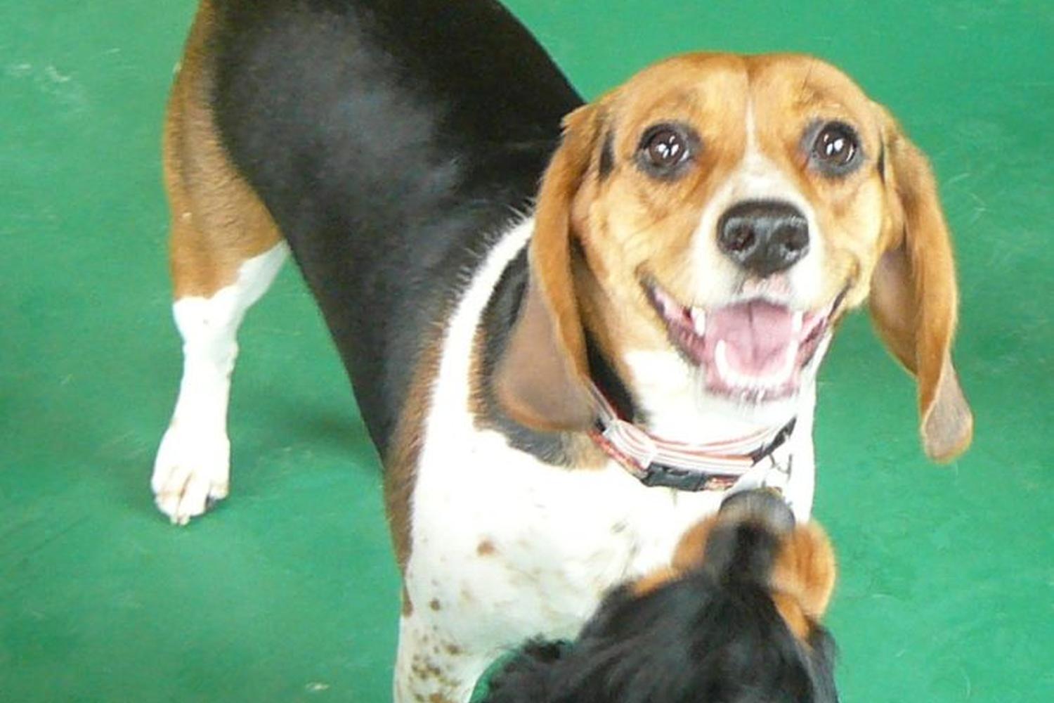 Camp Bow Wow Burnsville 10