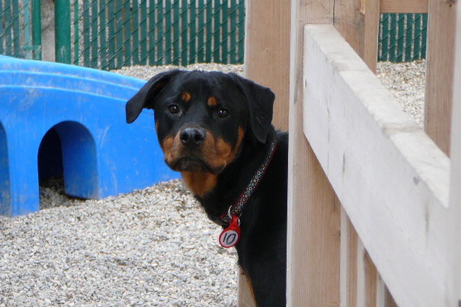 Camp Bow Wow Burnsville 3