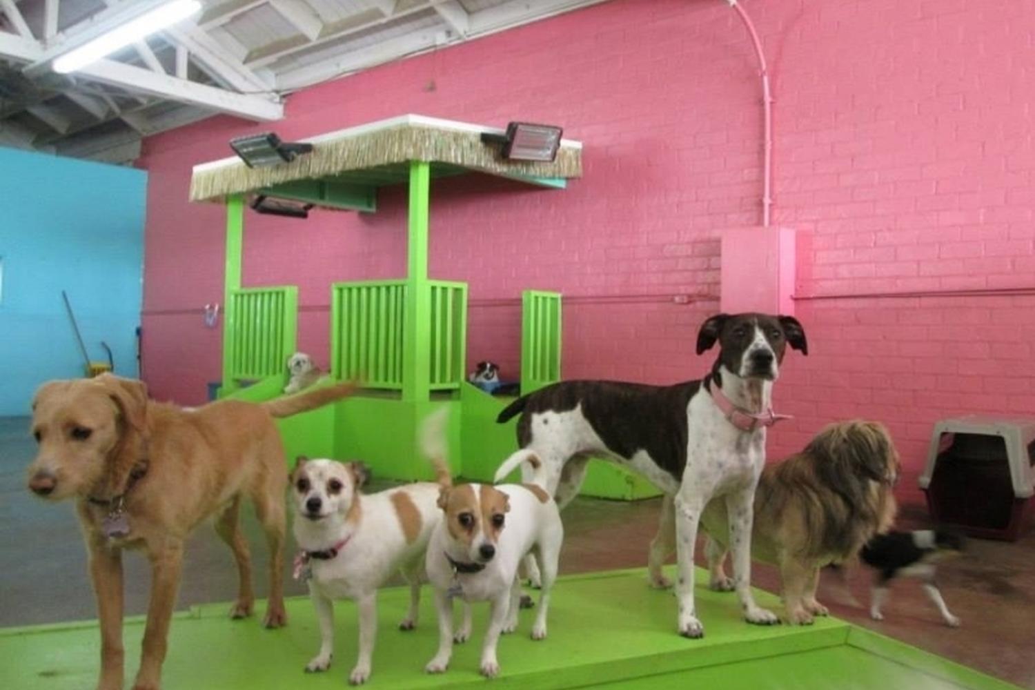 Club Fido Dog Daycare & Boarding 4
