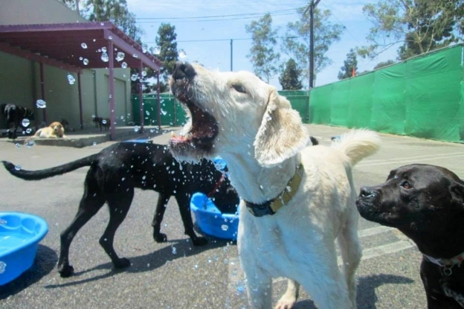 Club Fido Dog Daycare & Boarding 1