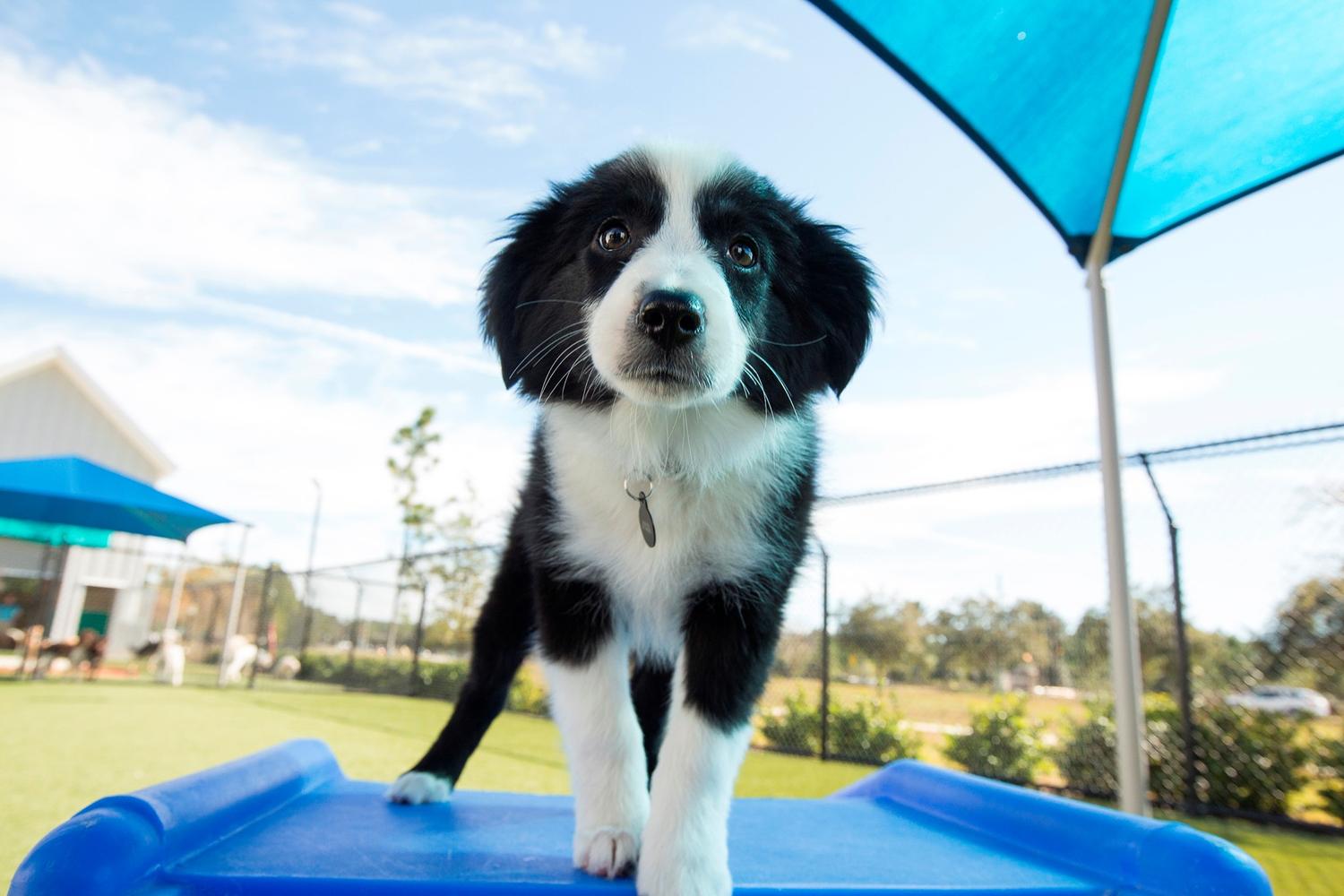 Pet Paradise Houston Hobby 3