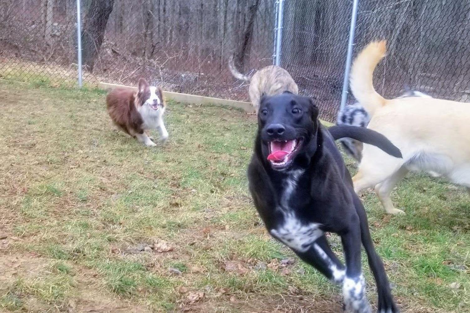 Norwichtown Pet Resort & Spa 5