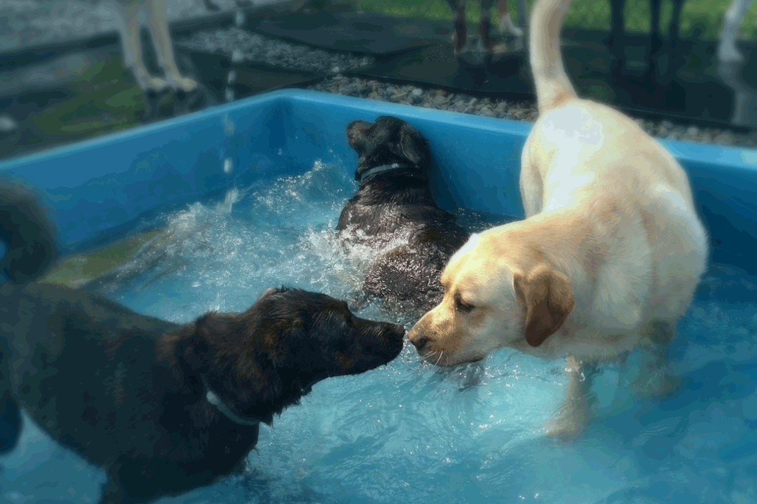 Norwichtown Pet Resort & Spa 4