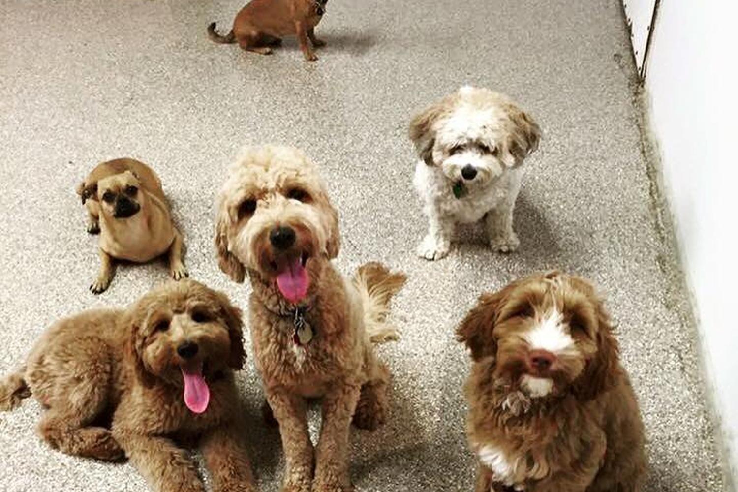 Canine Crews 4