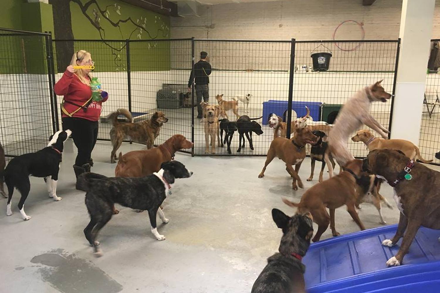 Canine Crews 0