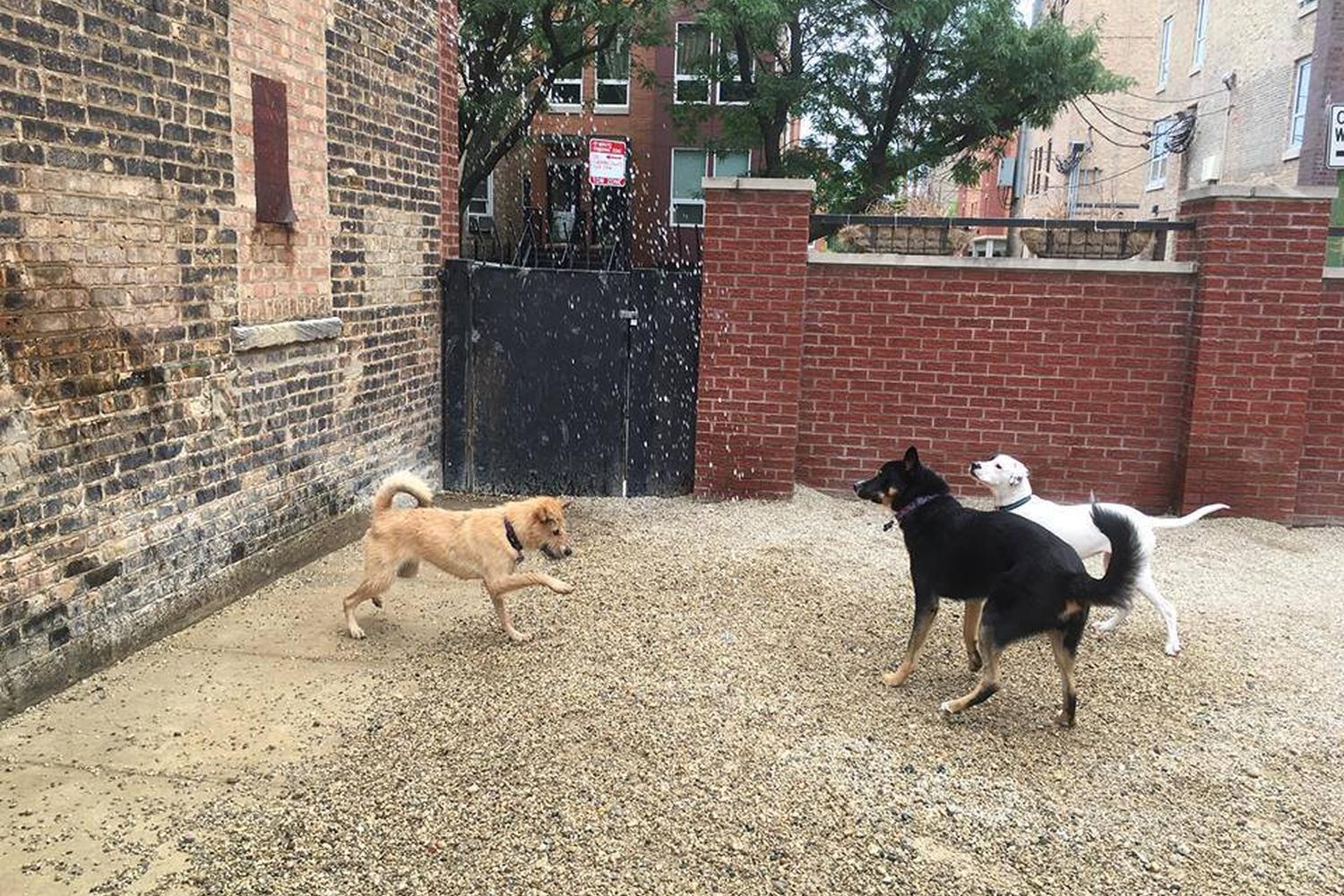 Canine Crews 2
