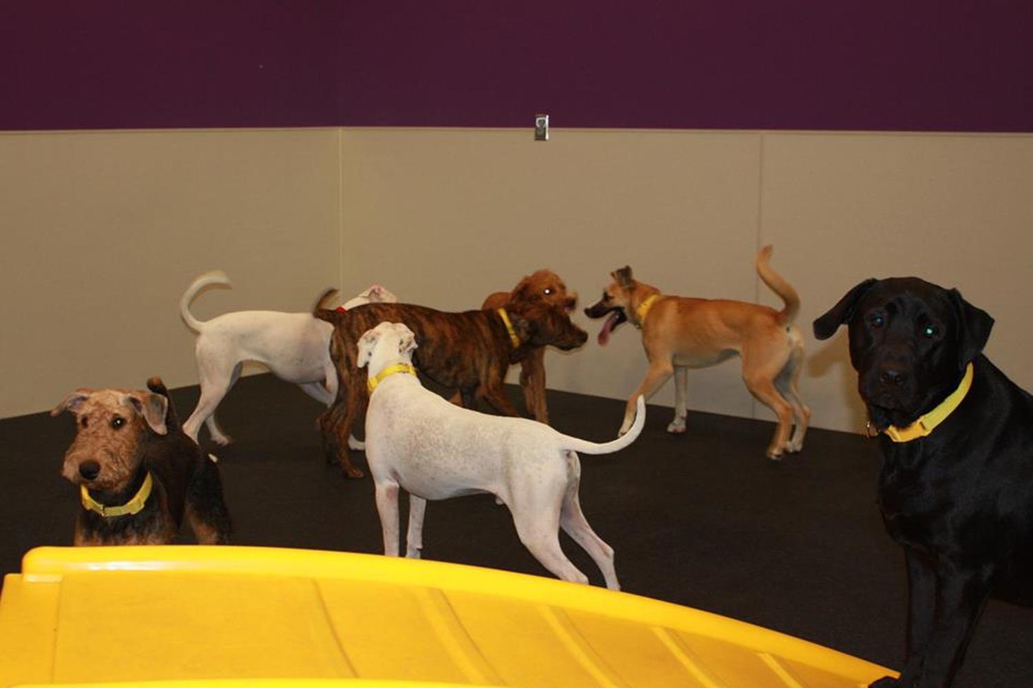 Dogtopia  3