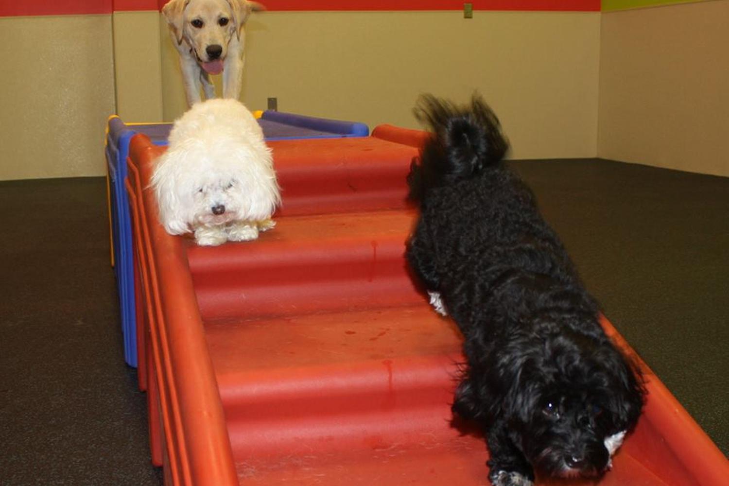 Dogtopia  4