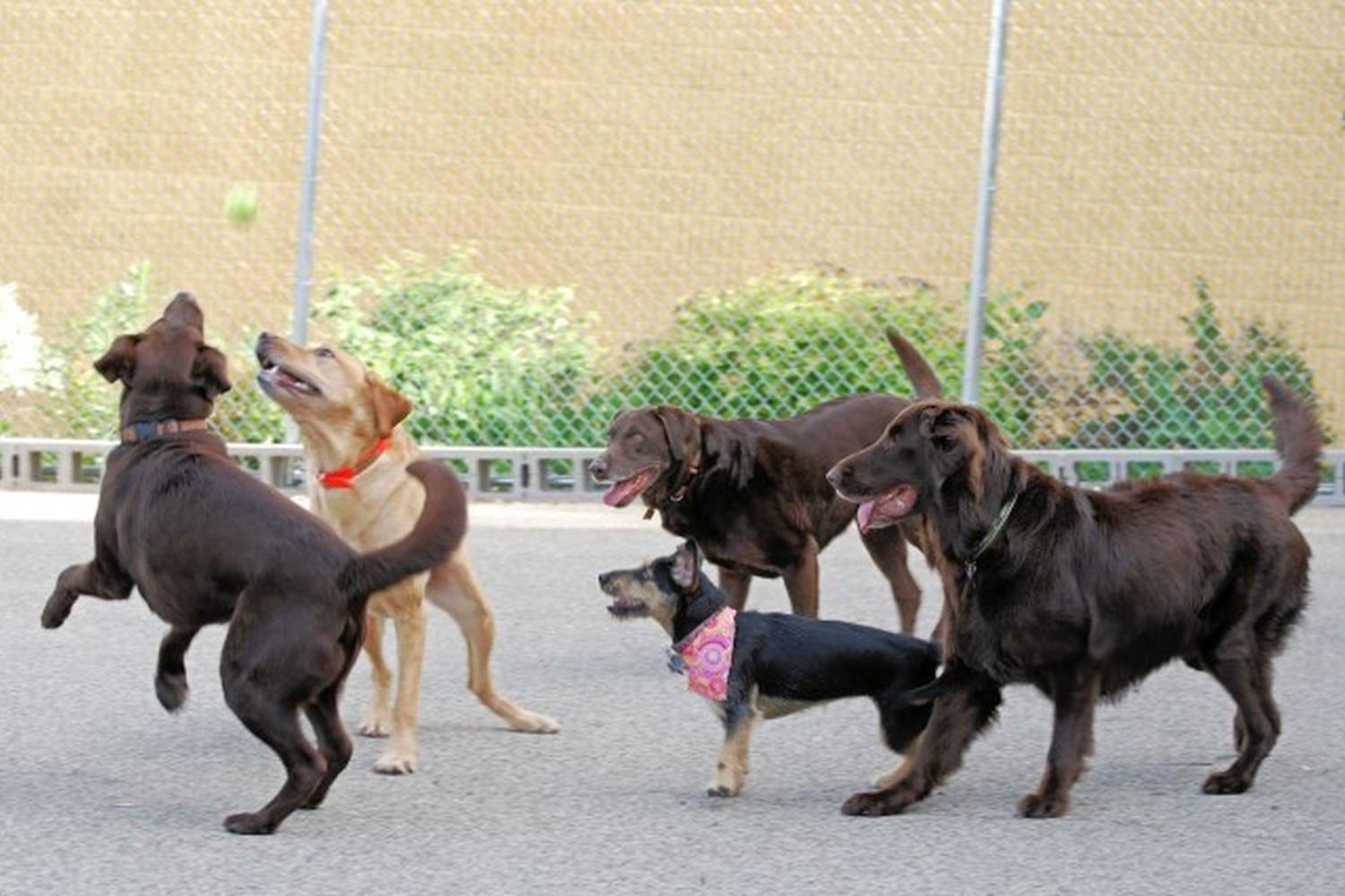 Captain Canine Dog Daycare & Hotel 4