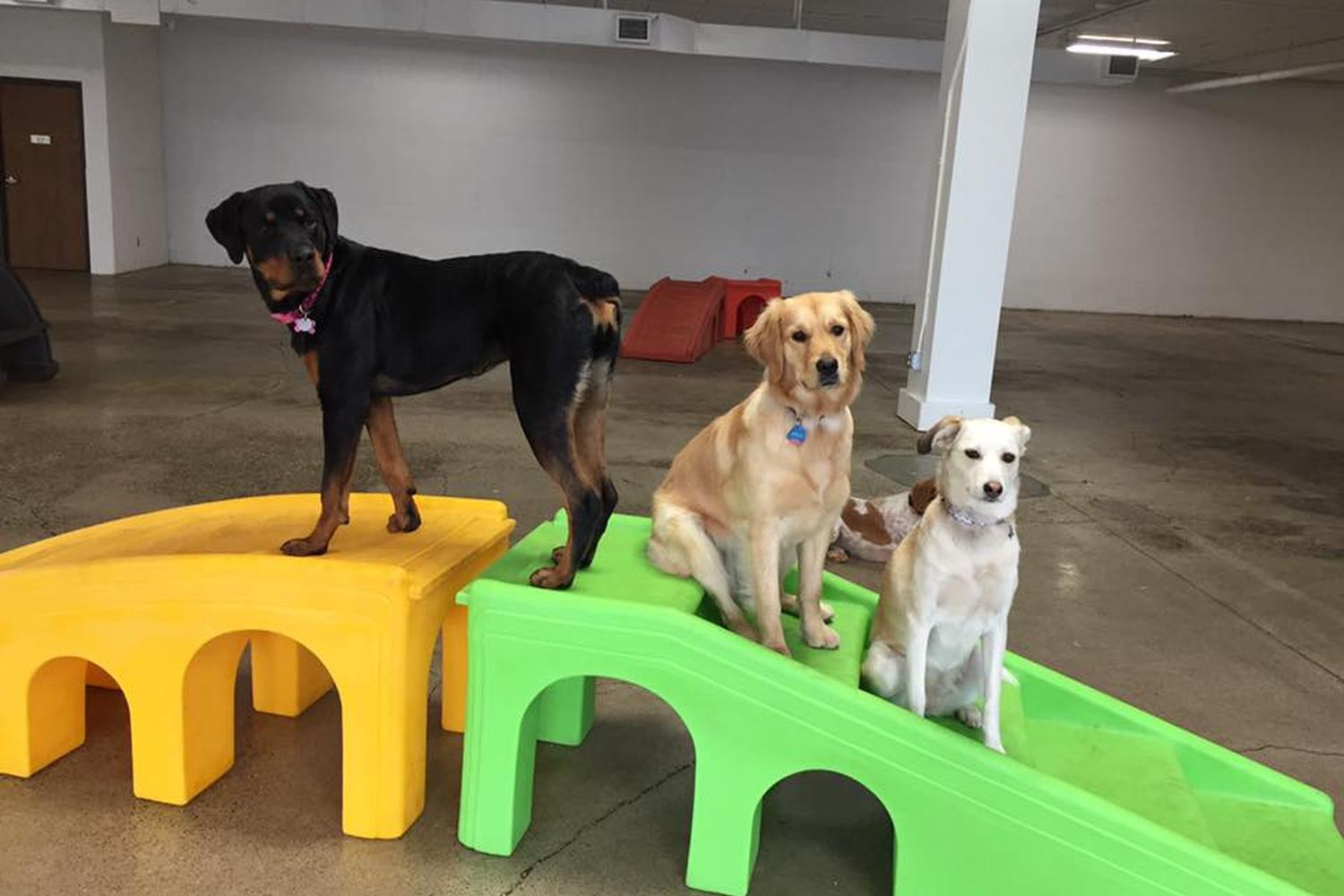 Captain Canine Dog Daycare & Hotel 3