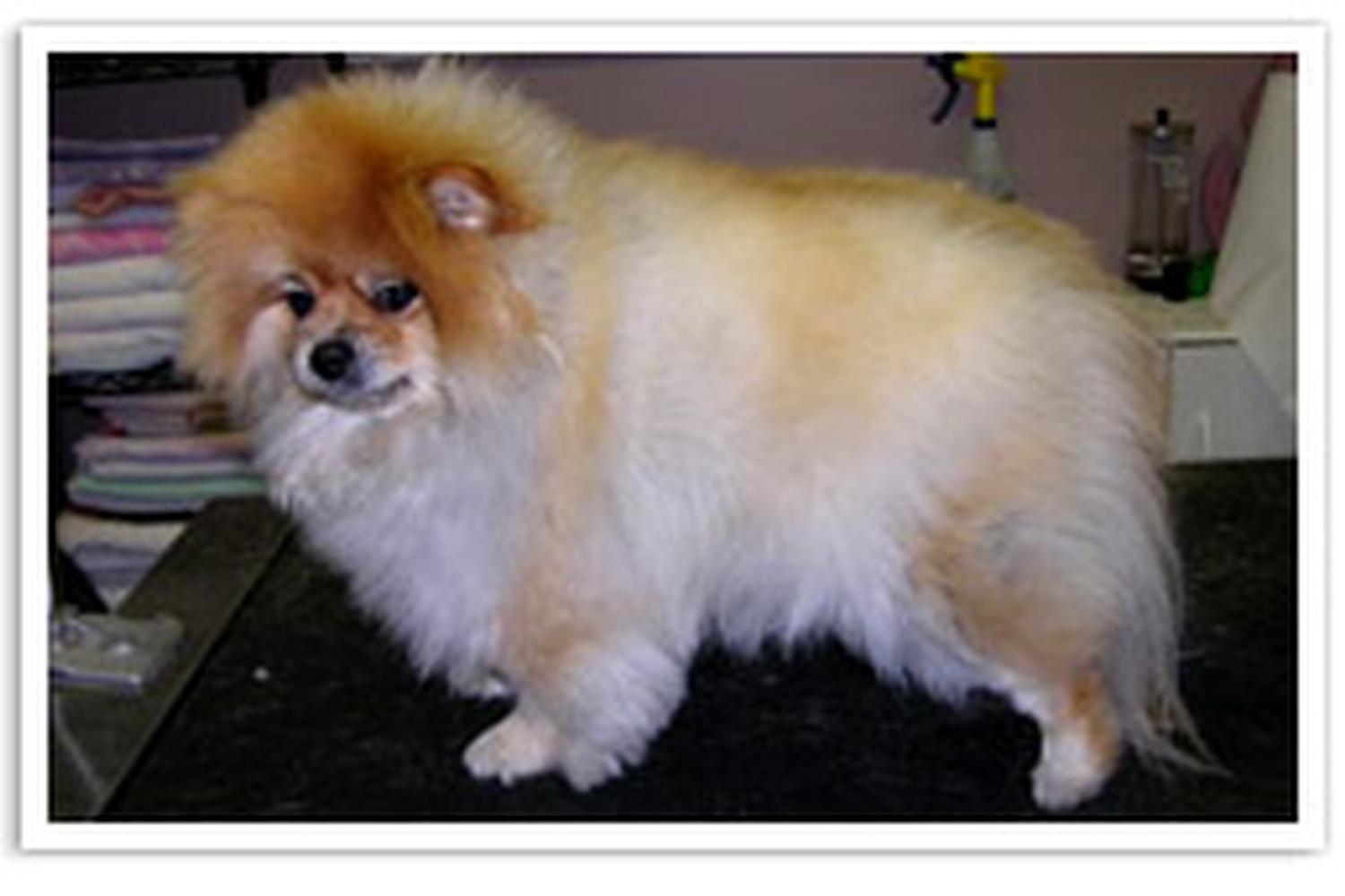 Clearview Pet Care Centre 1