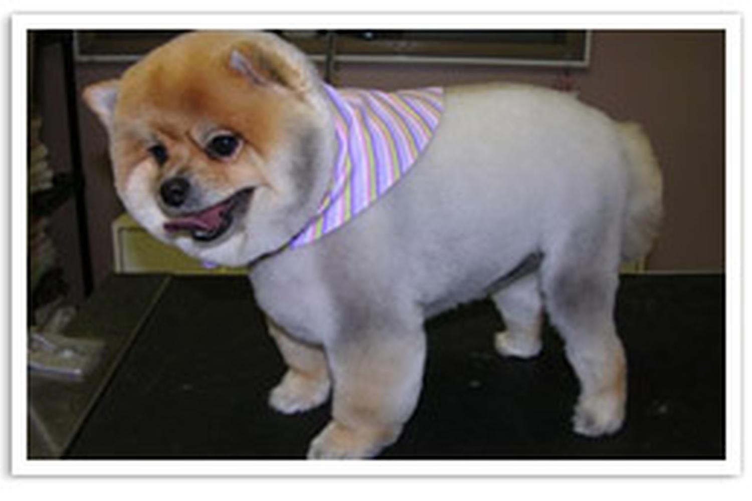 Clearview Pet Care Centre 2