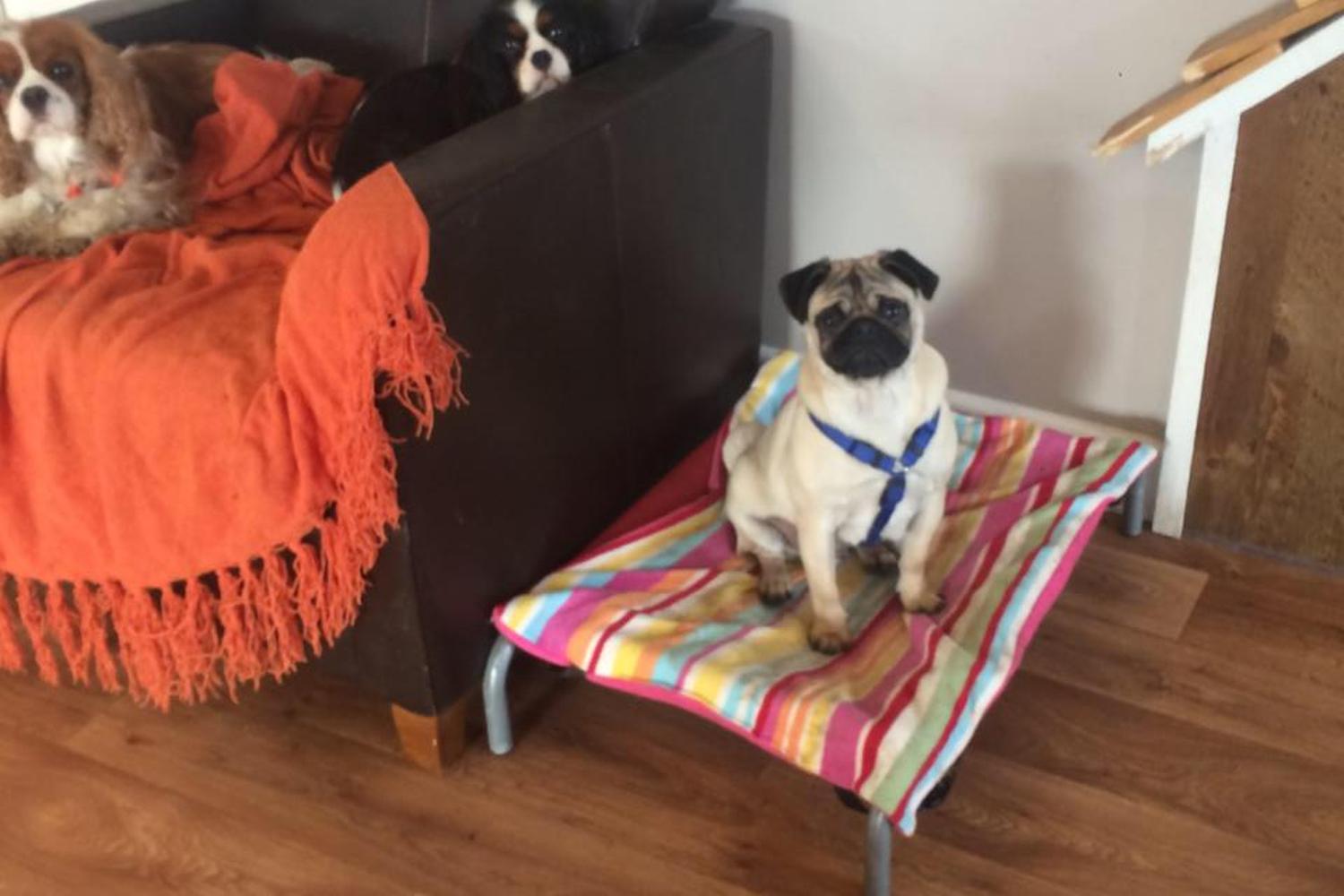 Pampered Paws Pet Boarding 0