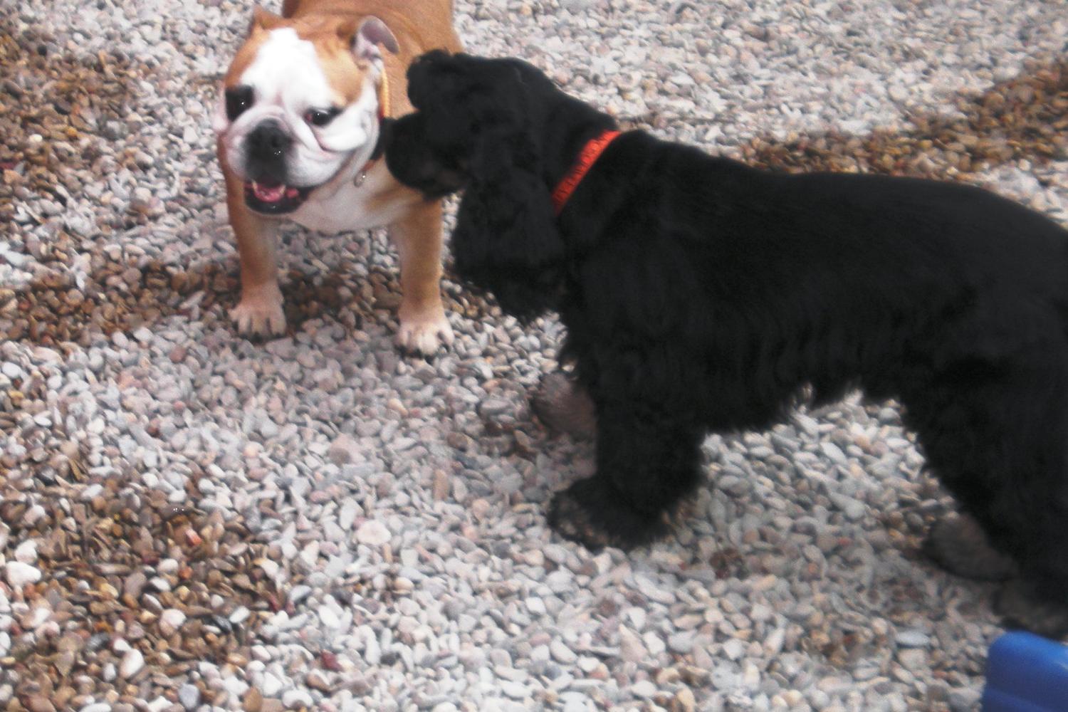 Camp Bow Wow SW Dallas 7