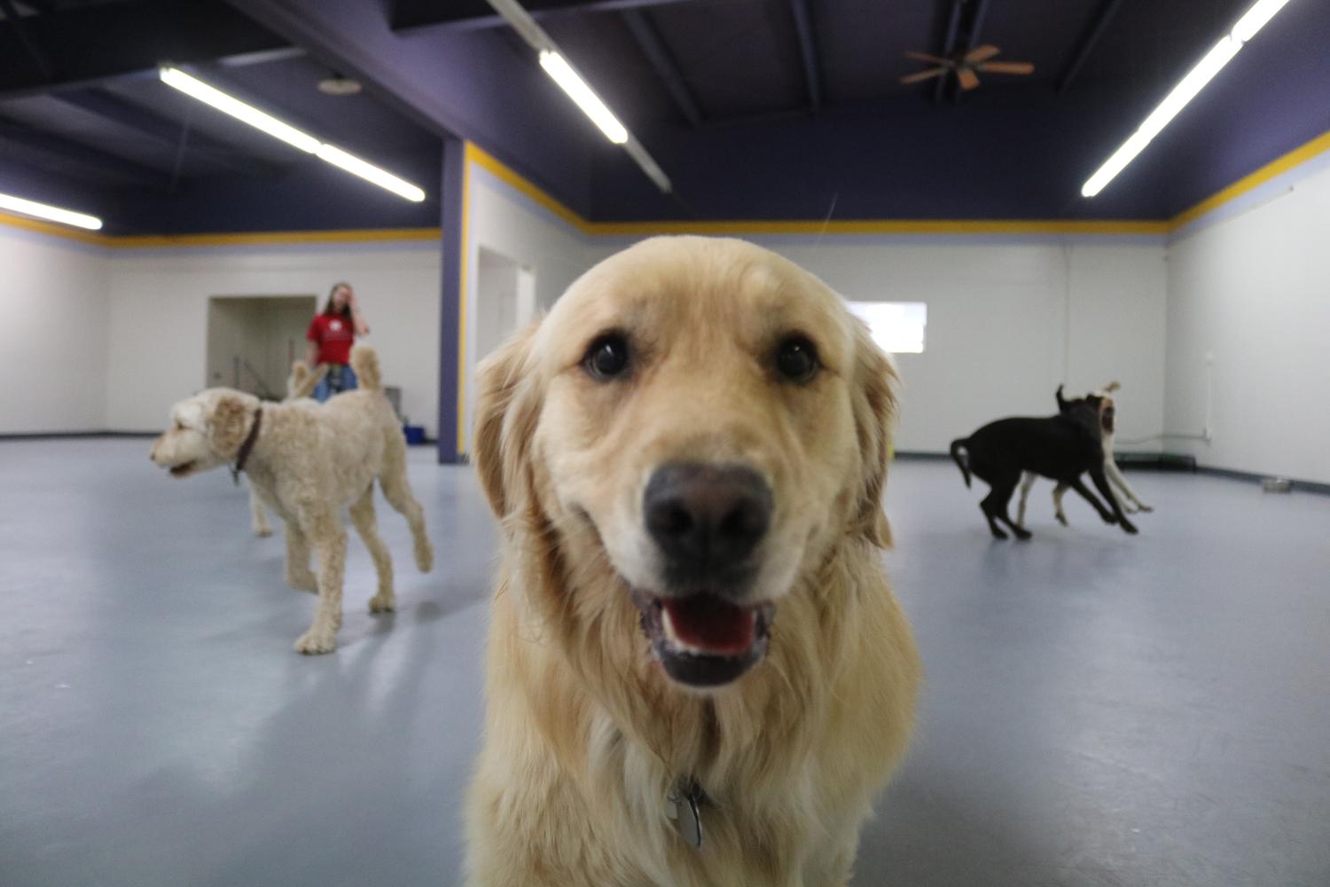Zoomies 2