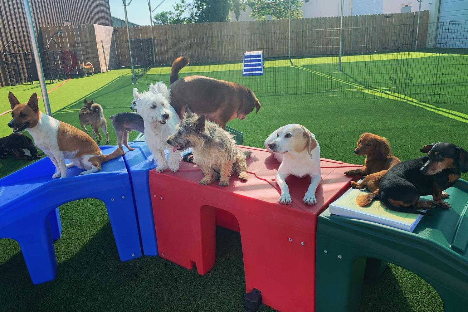 The Ruff House Stay & Play 0