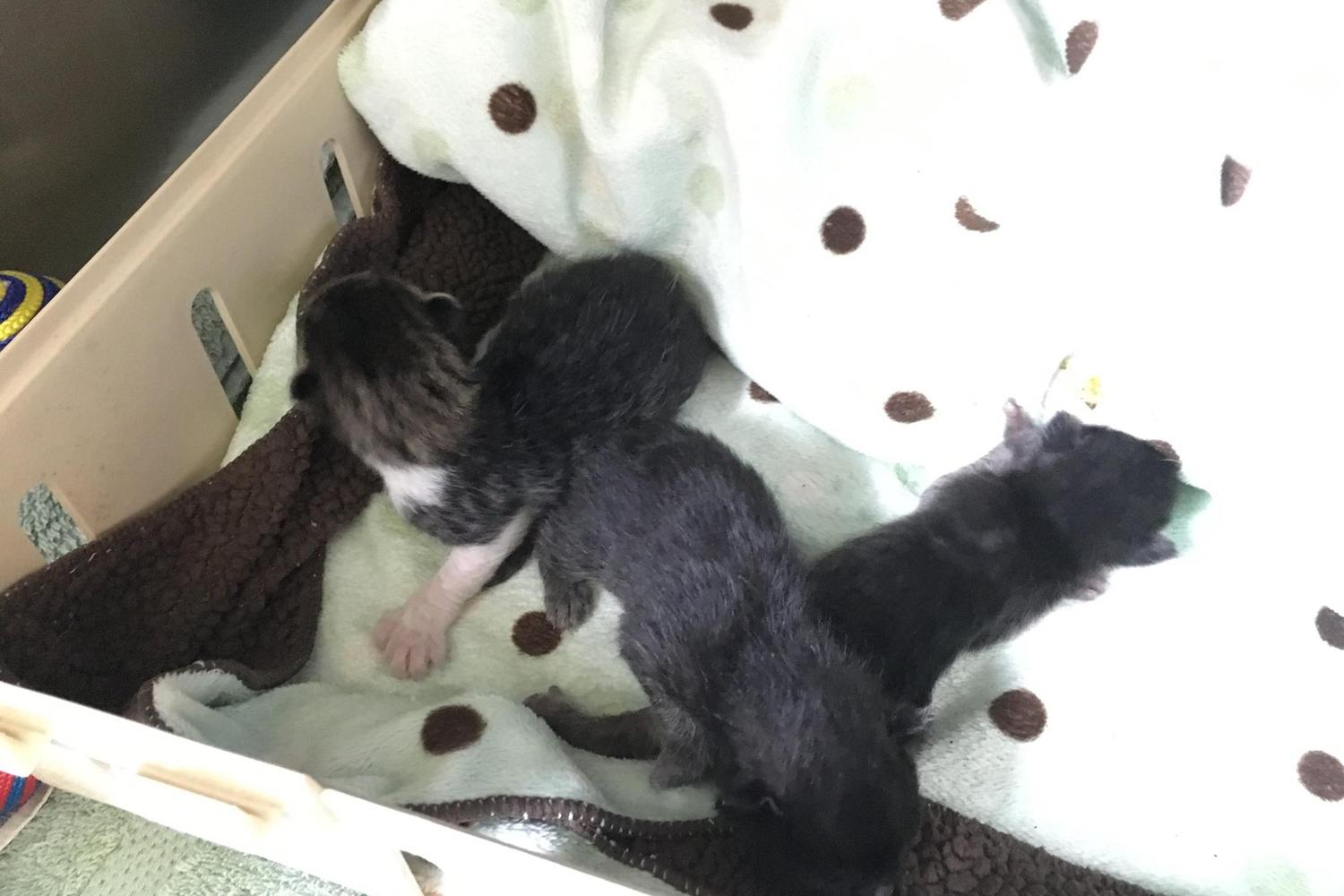 Paws 2 Help 4