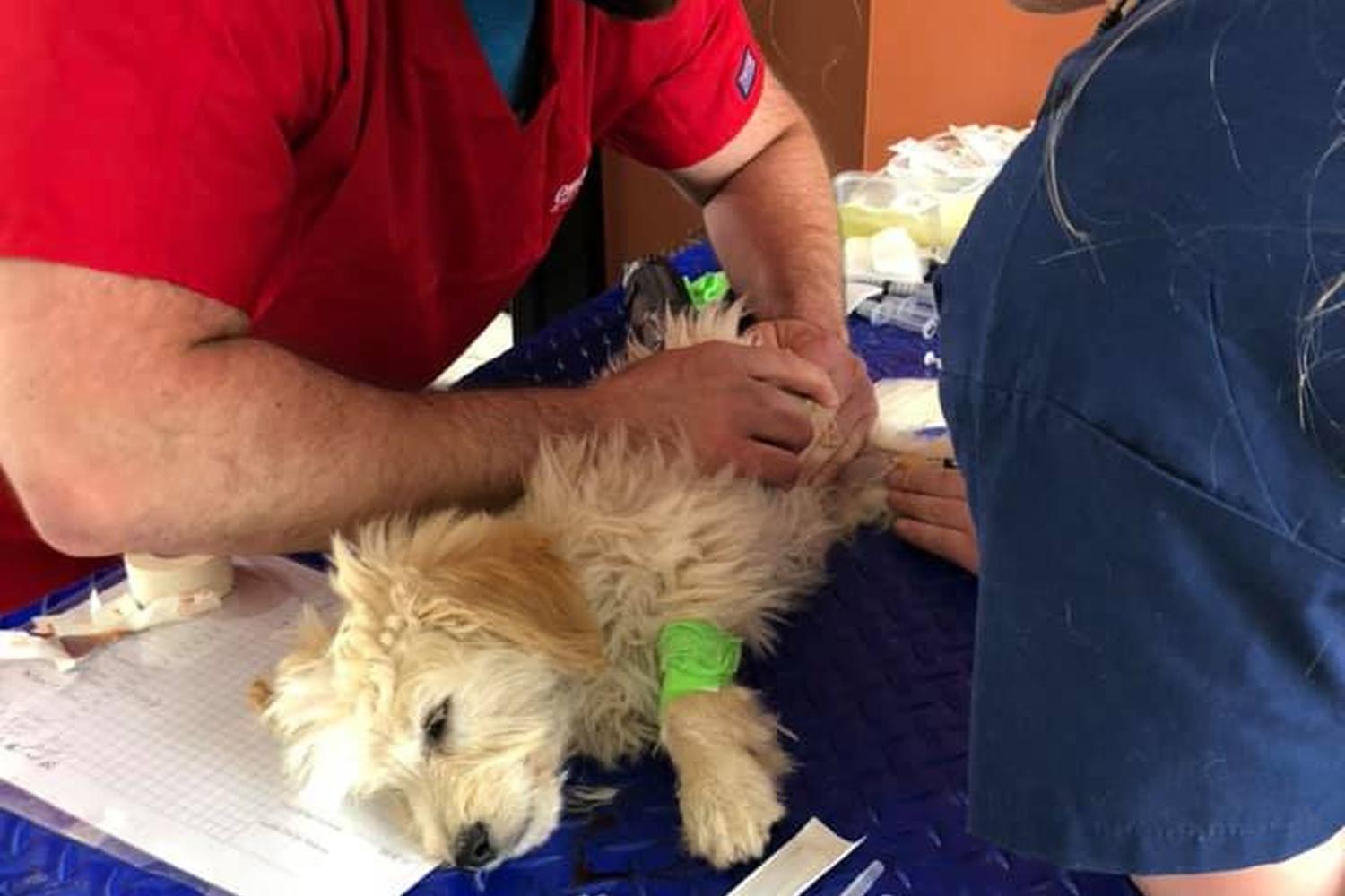 Columbia Pike Animal Hospital & Emergency Center 2