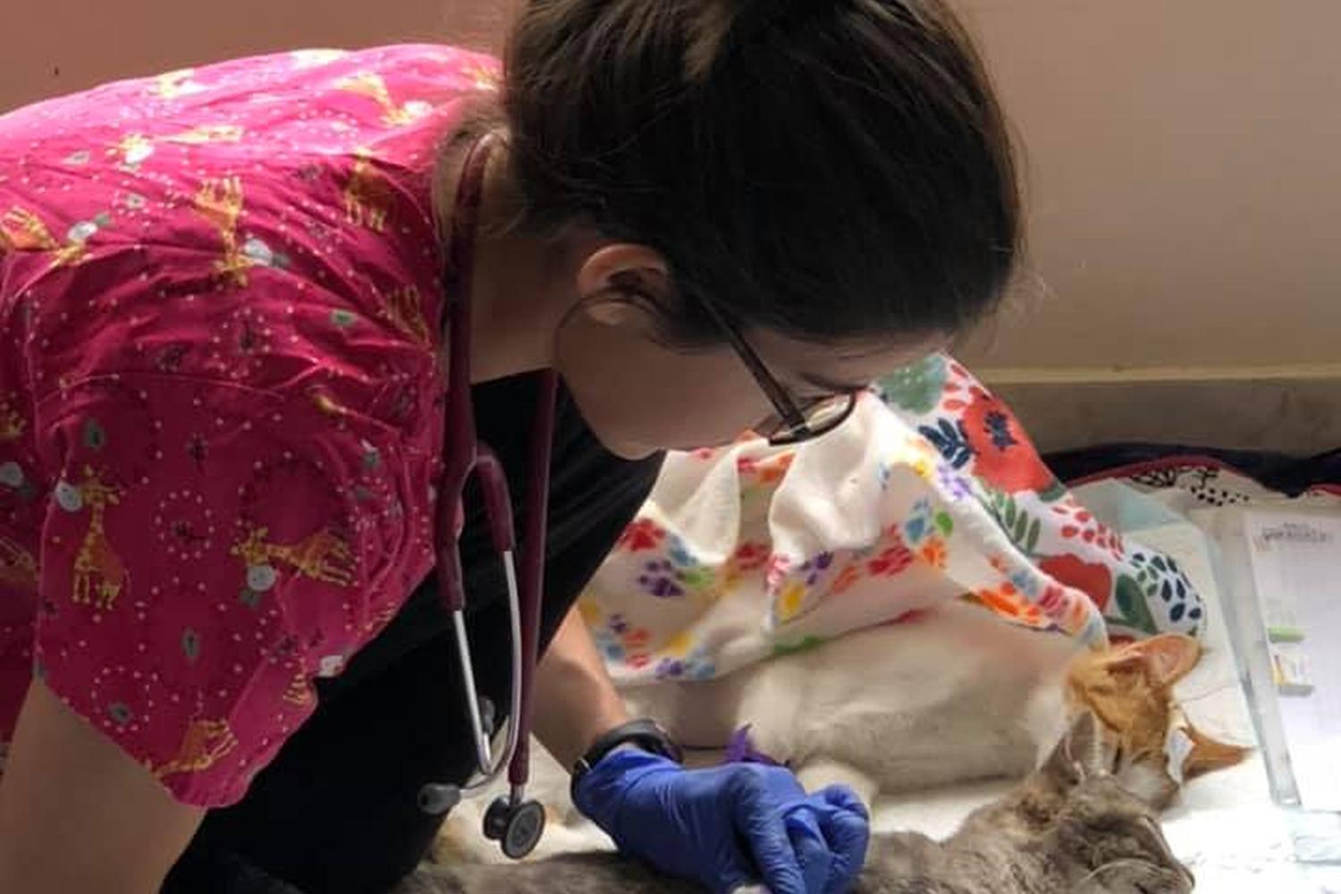 Columbia Pike Animal Hospital & Emergency Center 1