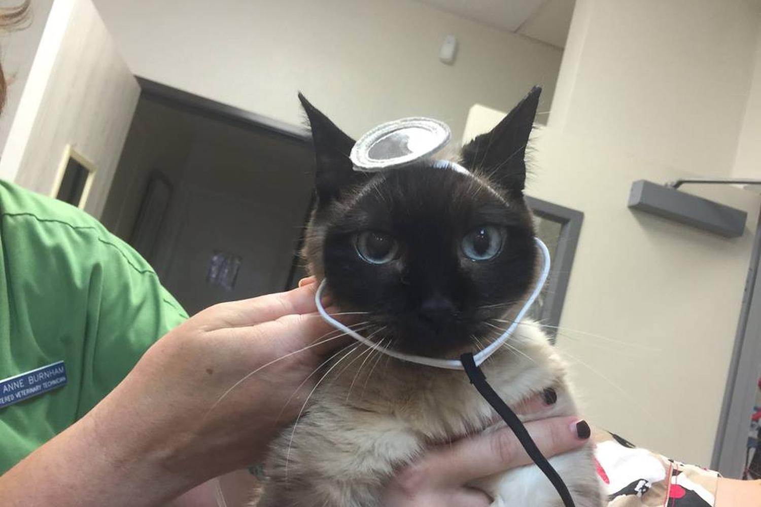 Huntington Beach Pet Hospital 3
