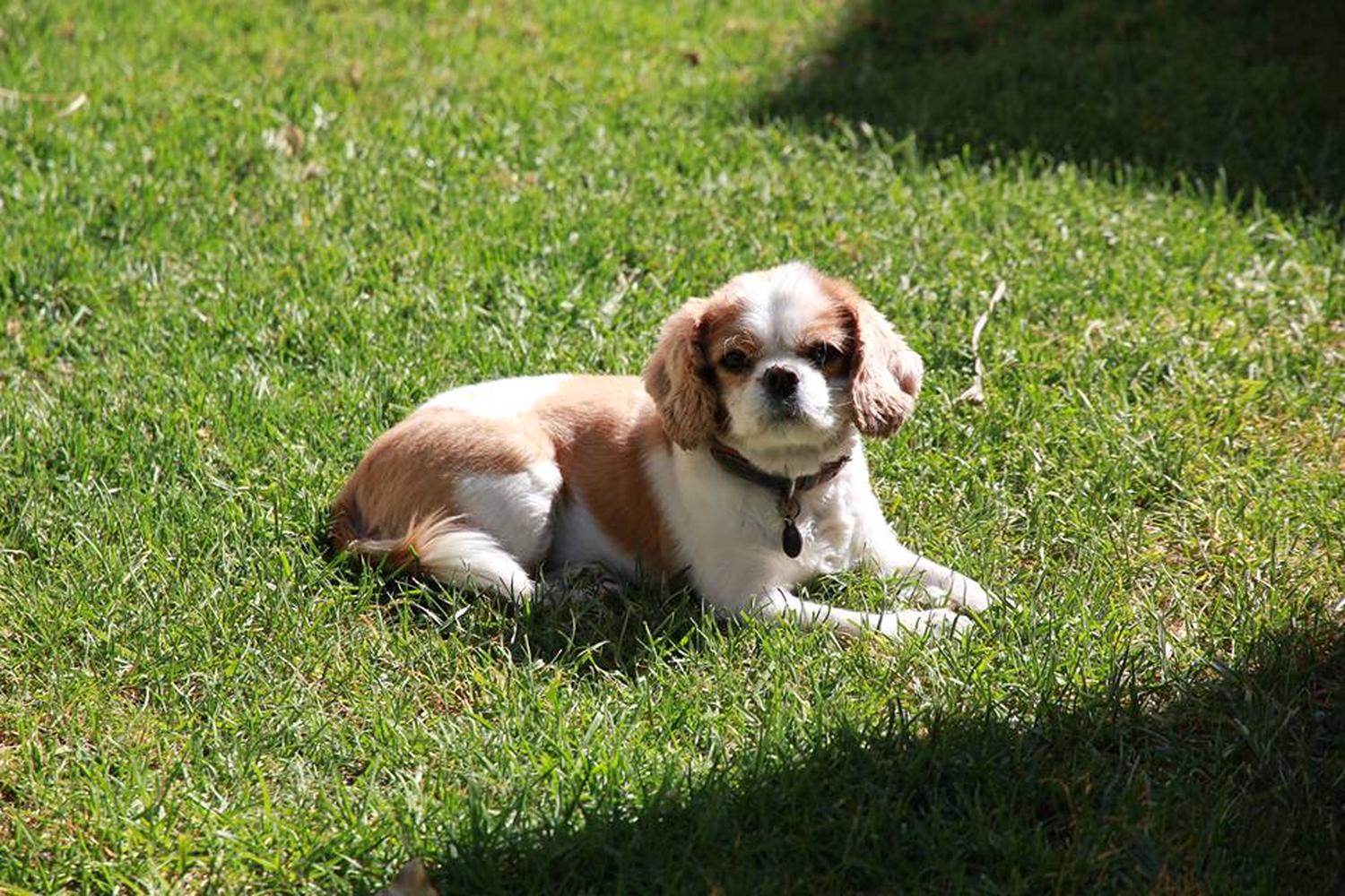 Huntington Beach Pet Hospital 4