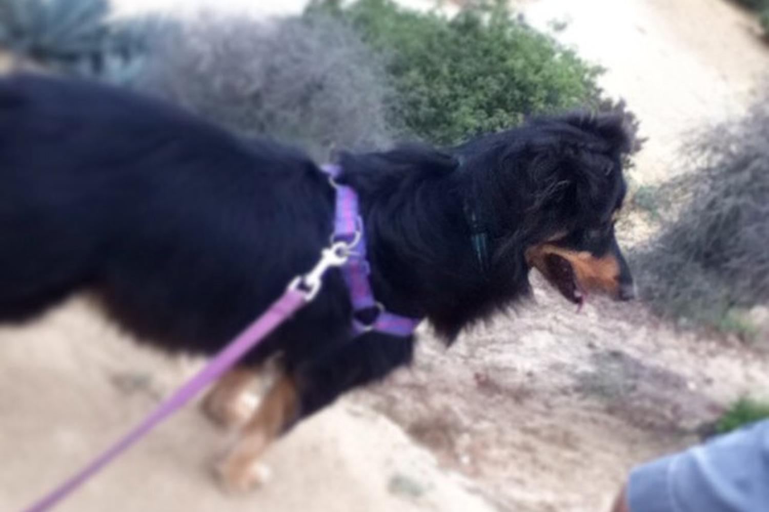 Runyon Canyon Park 2