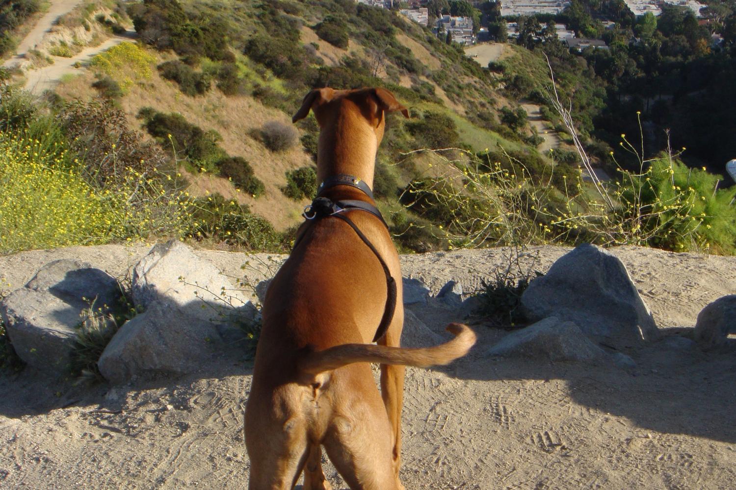 Runyon Canyon Park 1