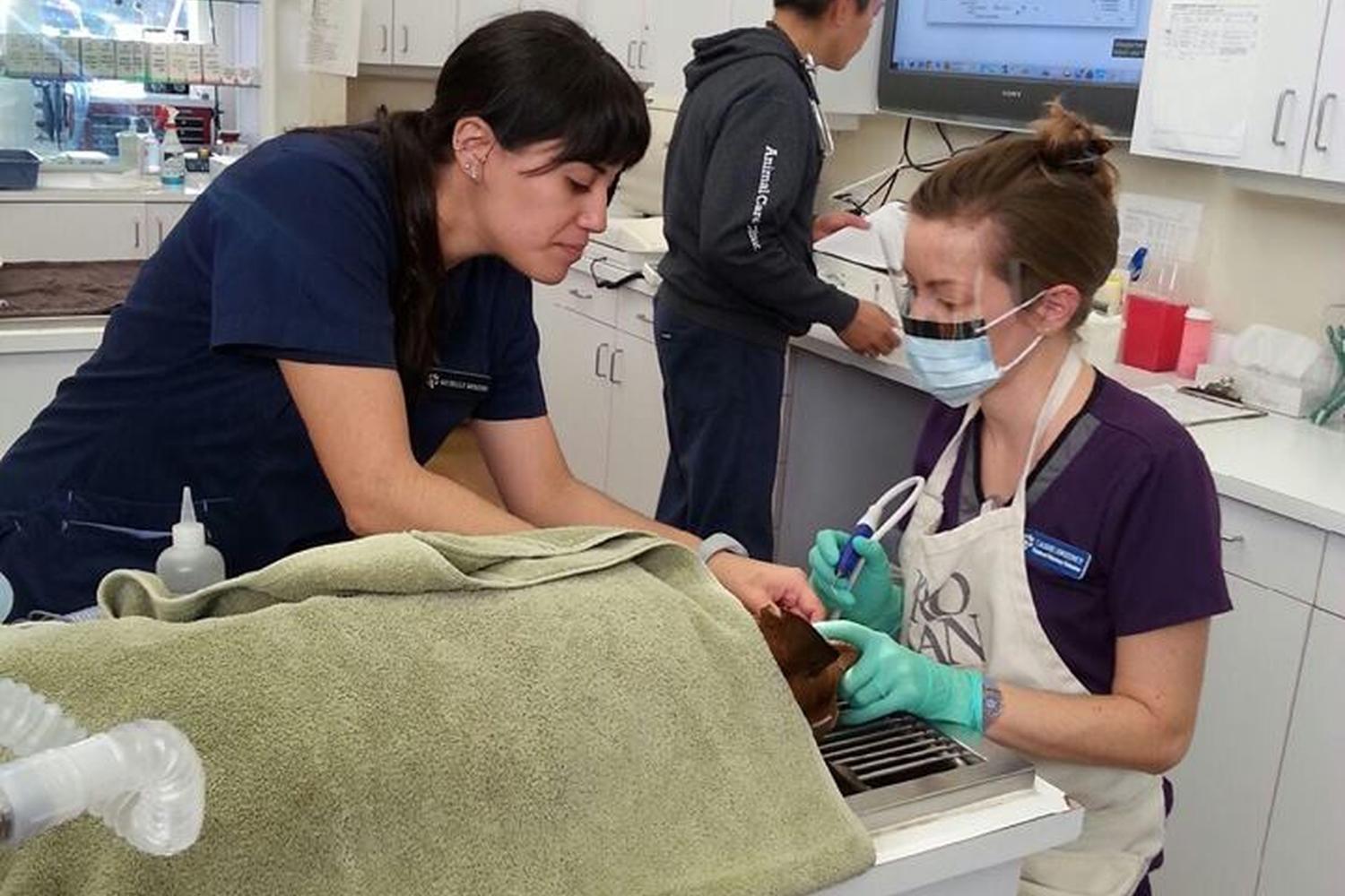 Animal Care Clinic 1