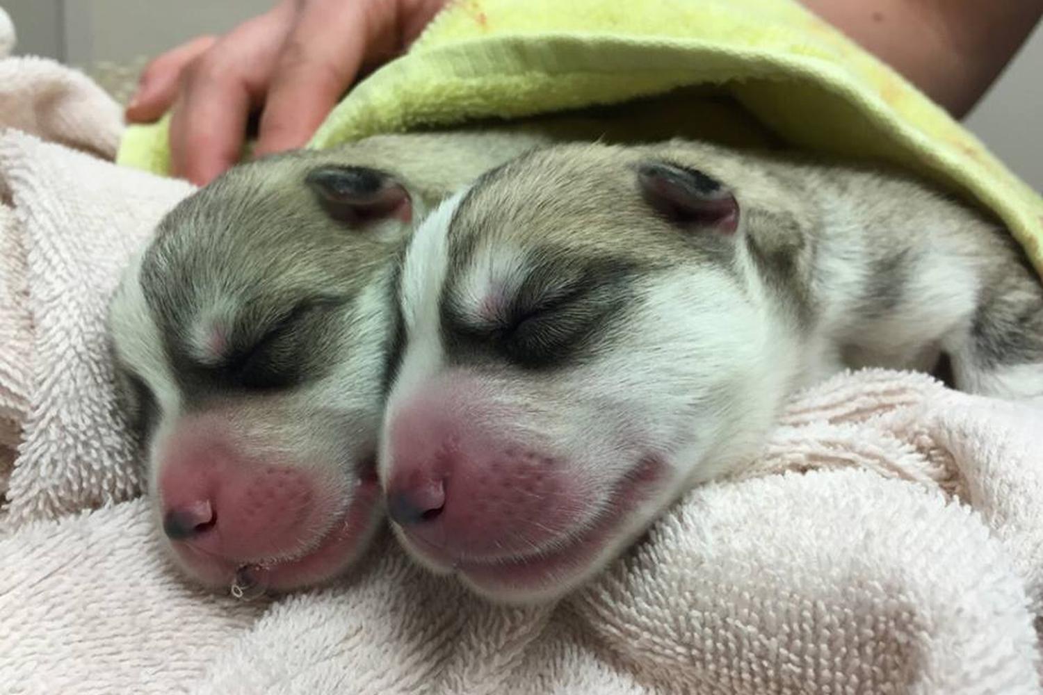 Animal Medical Center of Mt. Pleasant 1