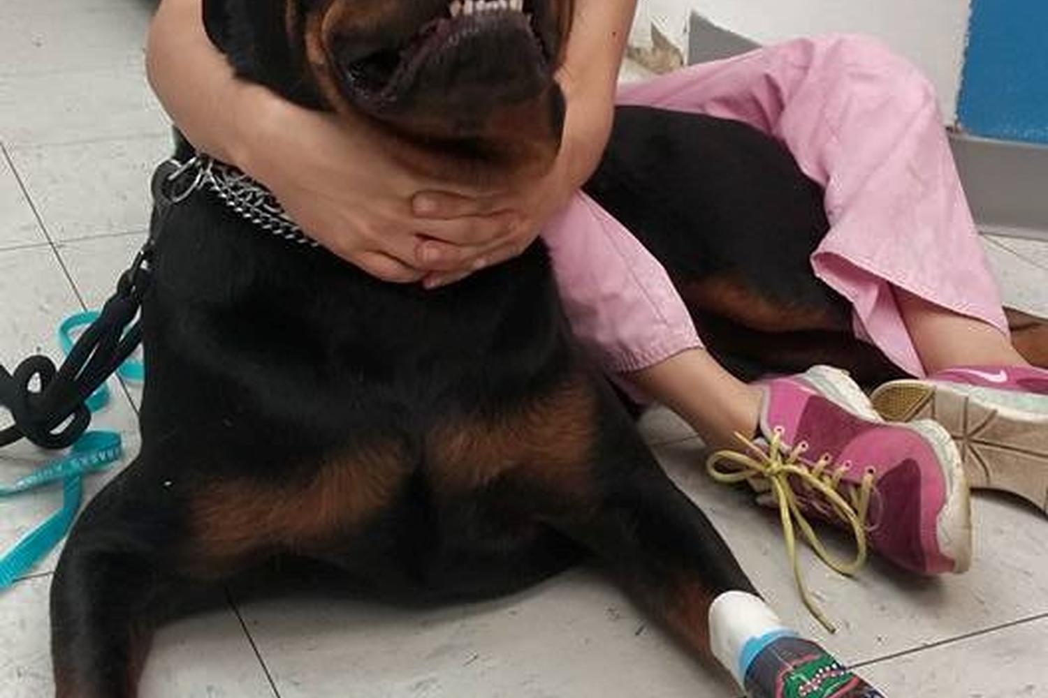 Calabasas Animal Clinic 4