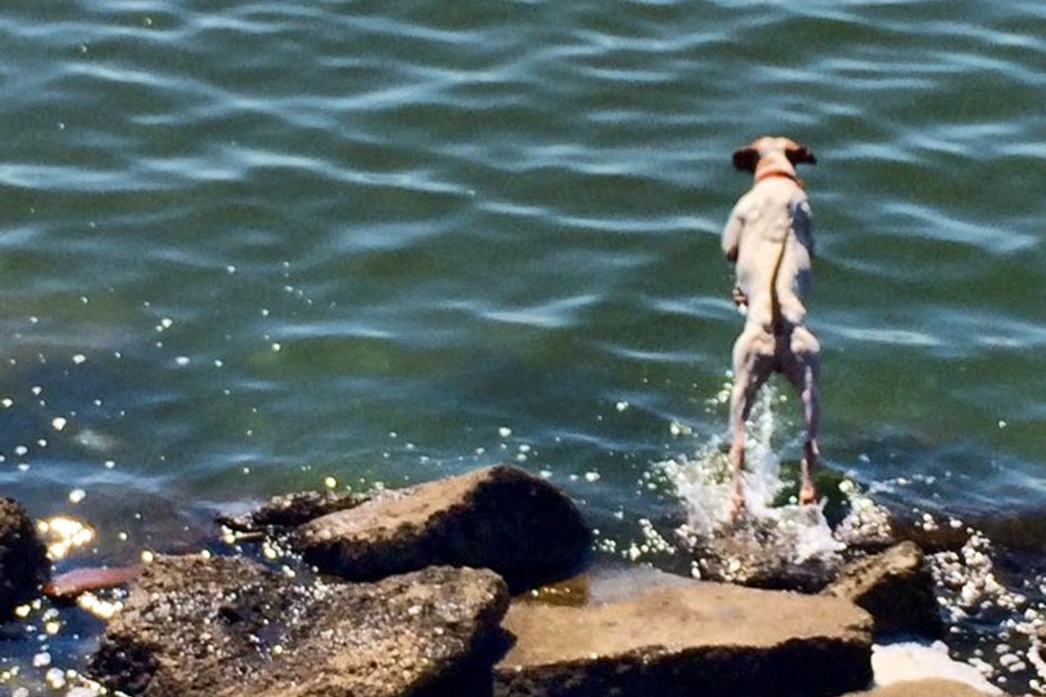 Oyster Bay Regional Shoreline 3