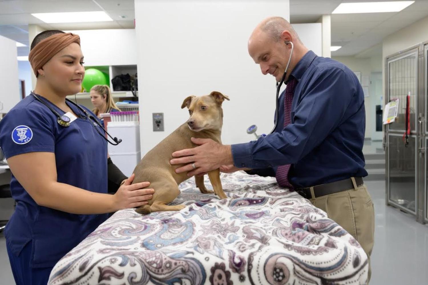 VCA California Veterinary Specialists - Ontario 5