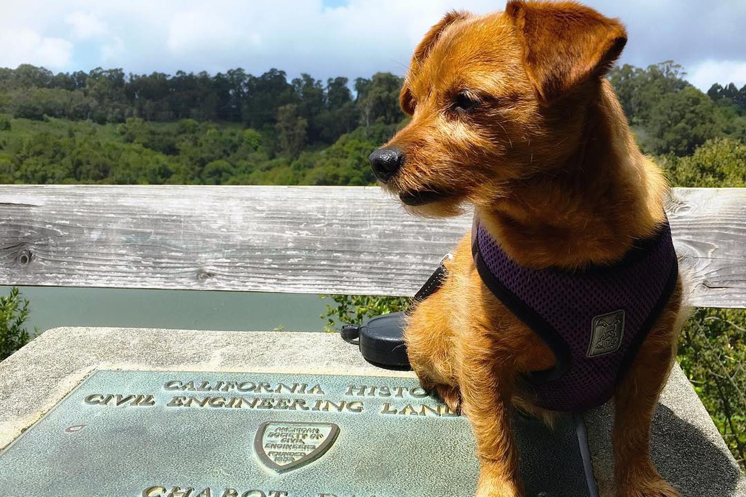 Lake Chabot Regional Park 1