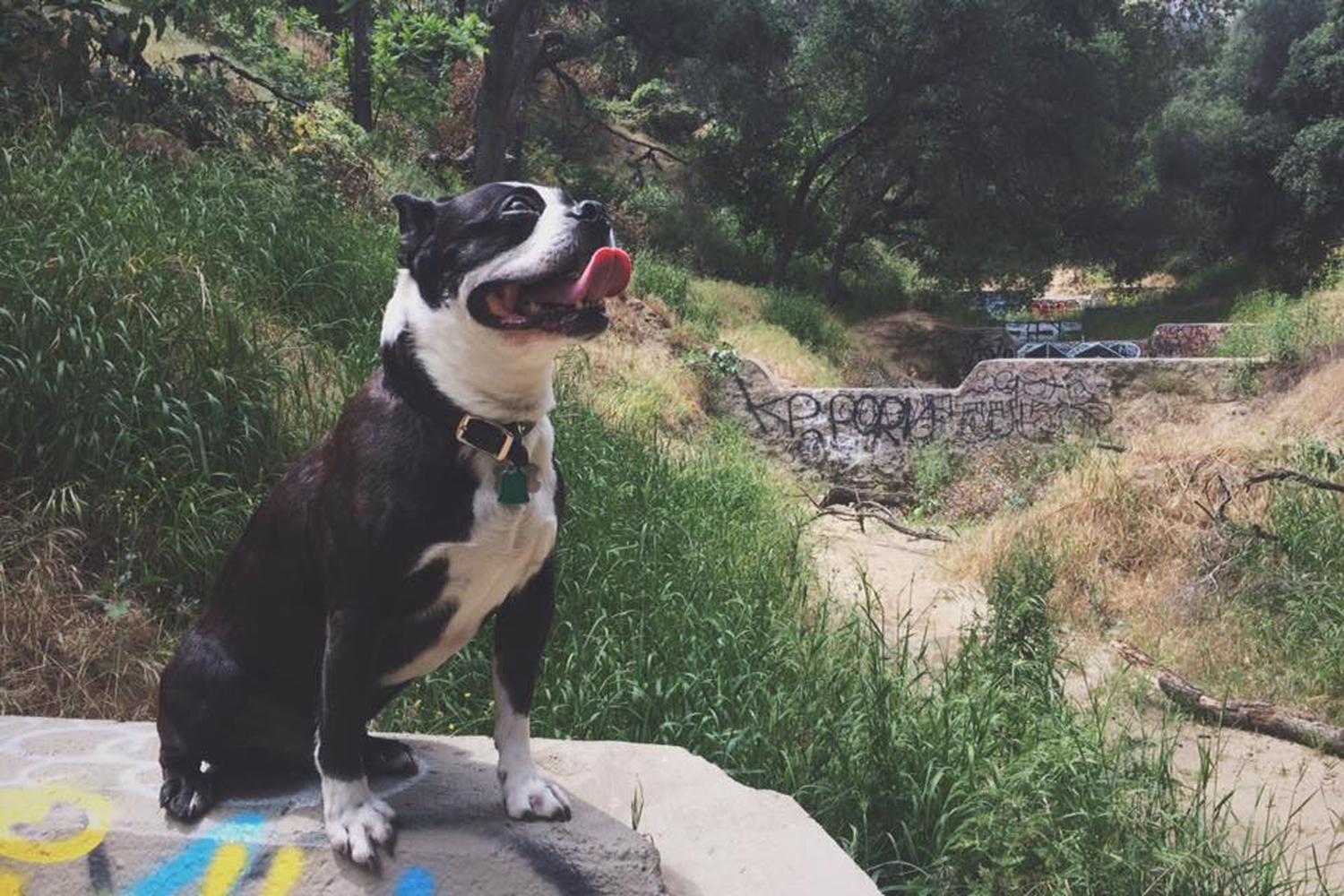 Old Zoo Picnic Area at Griffith Park 0