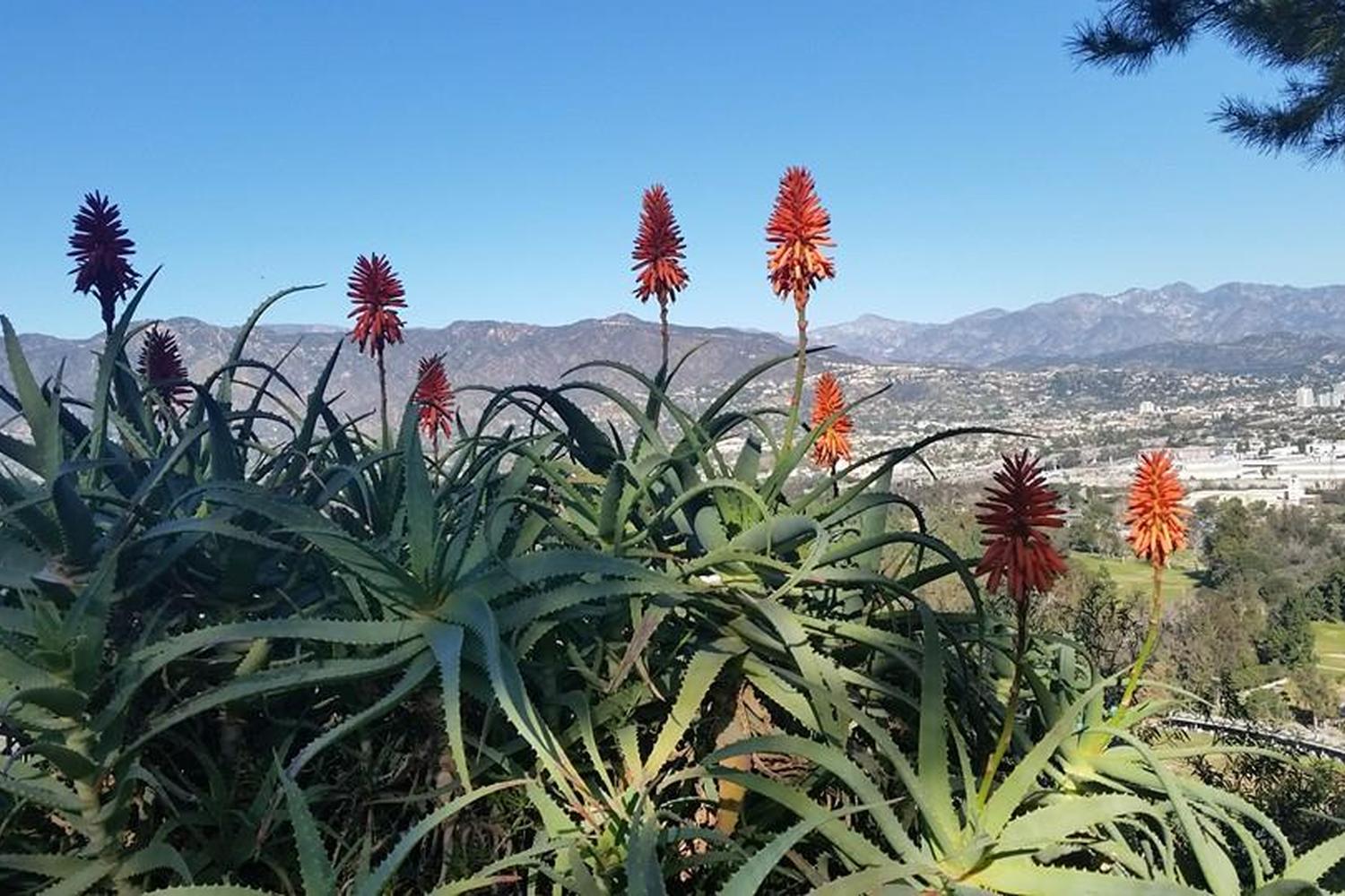Amir's Garden 5