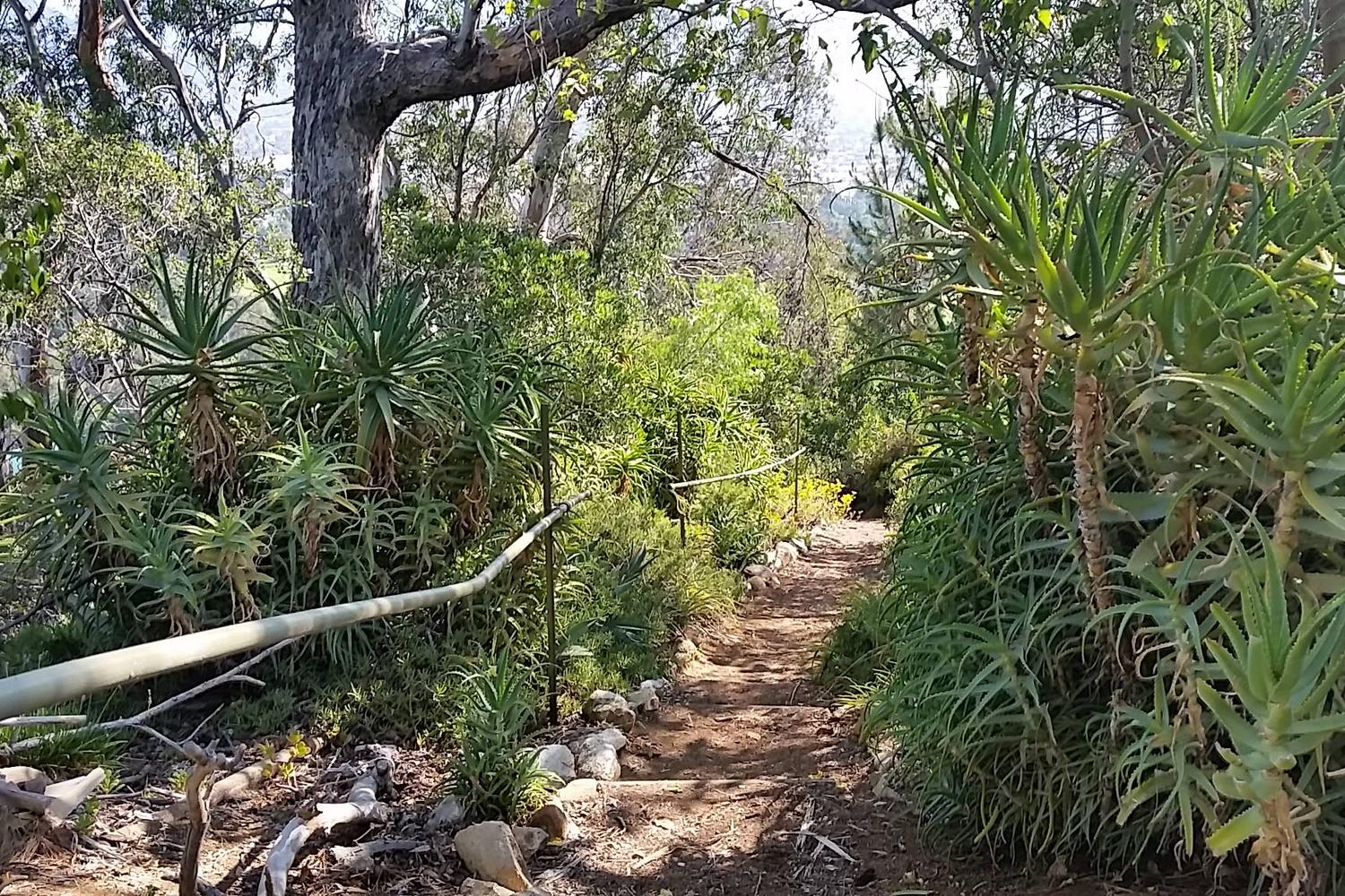 Amir's Garden 0