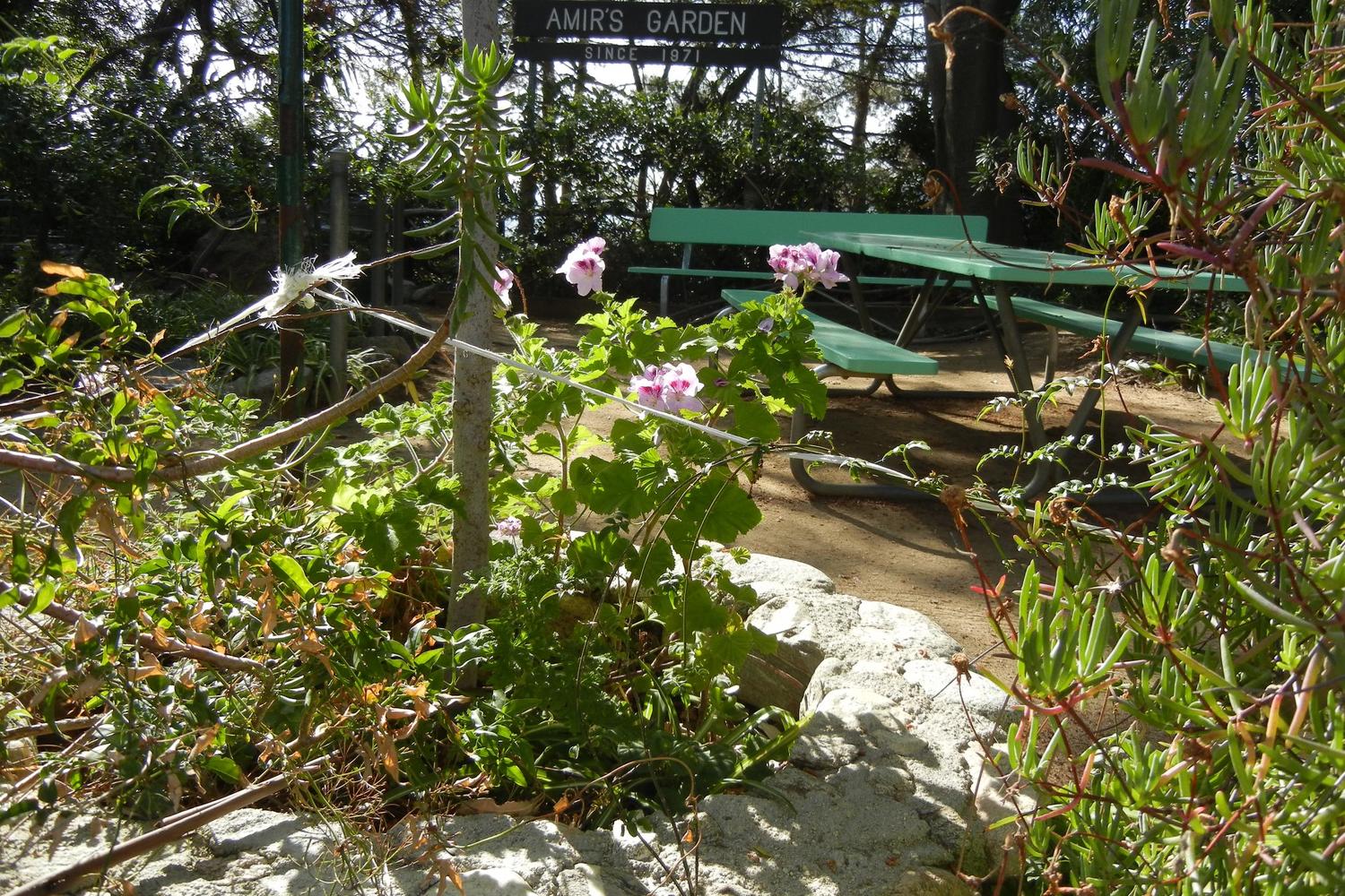 Amir's Garden 4