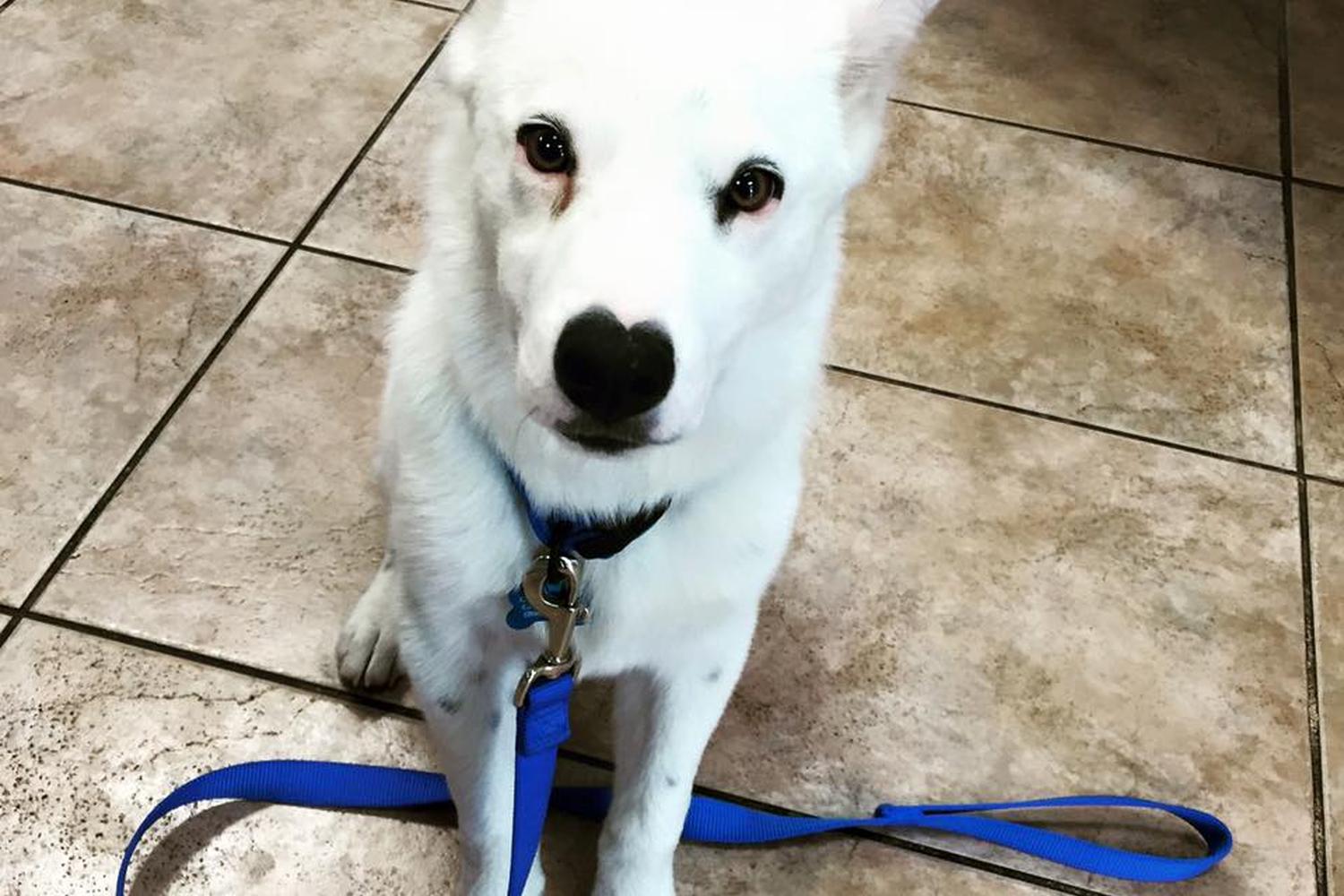 Phoenix Veterinary Referral & Emergency Center 1