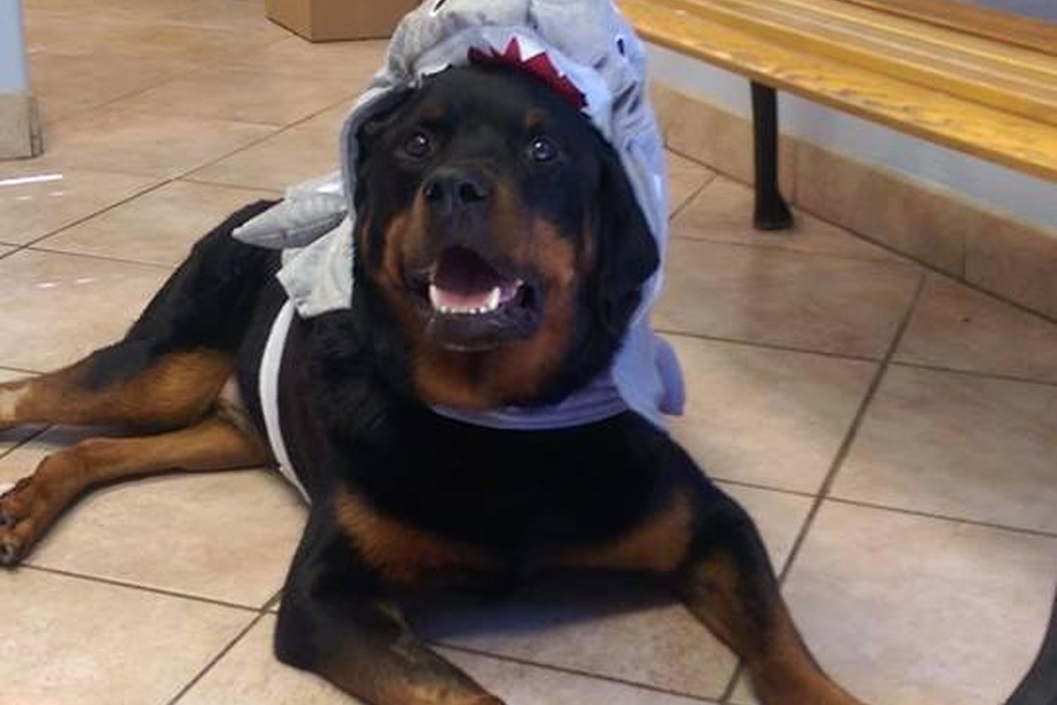Phoenix Veterinary Referral & Emergency Center 5