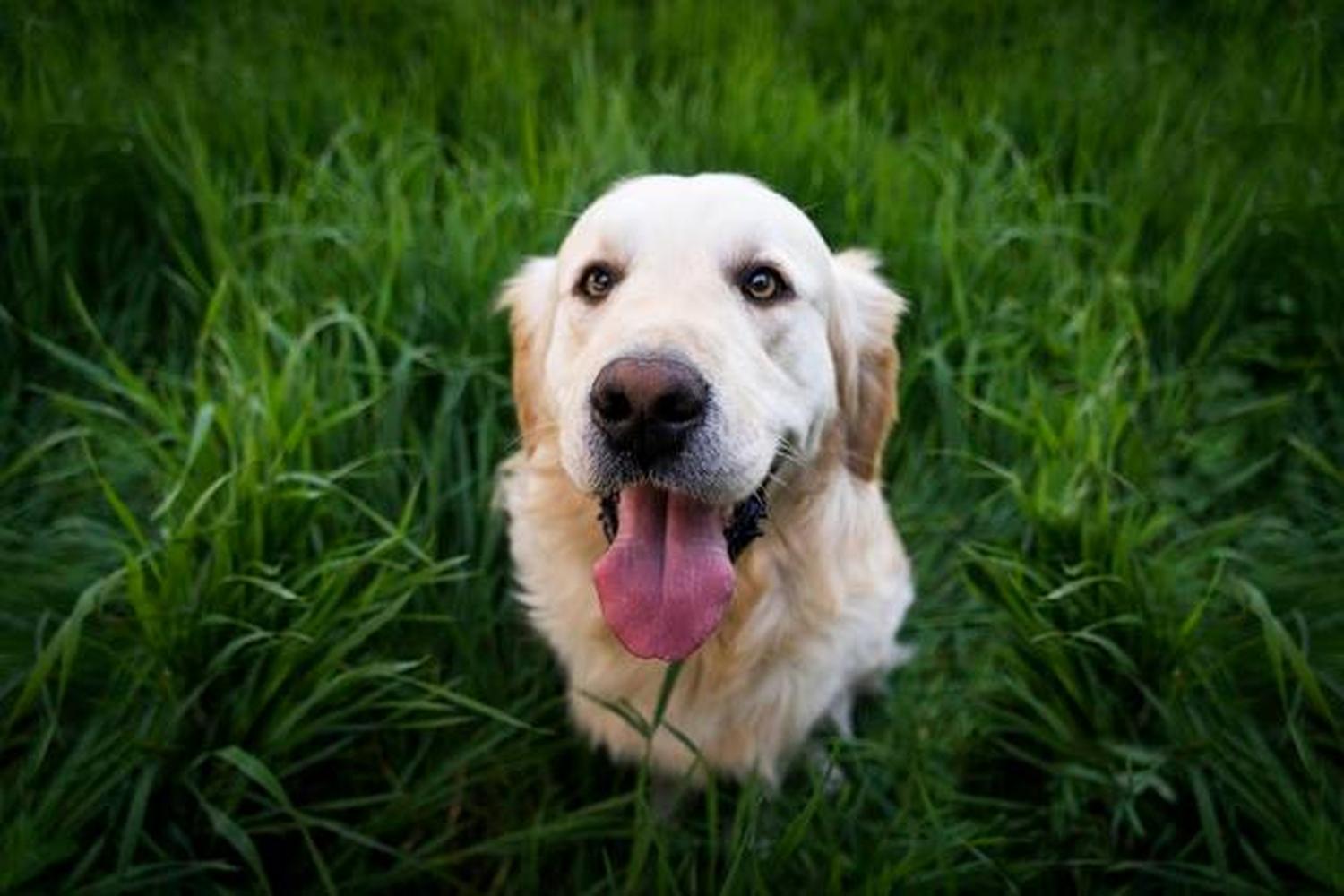 Phoenix Veterinary Referral & Emergency Center 0