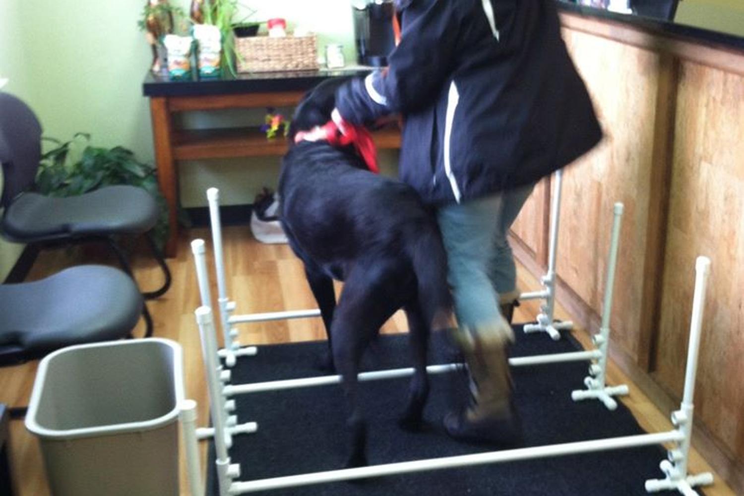 Veterinary Surgery Center of Sturbridge 5