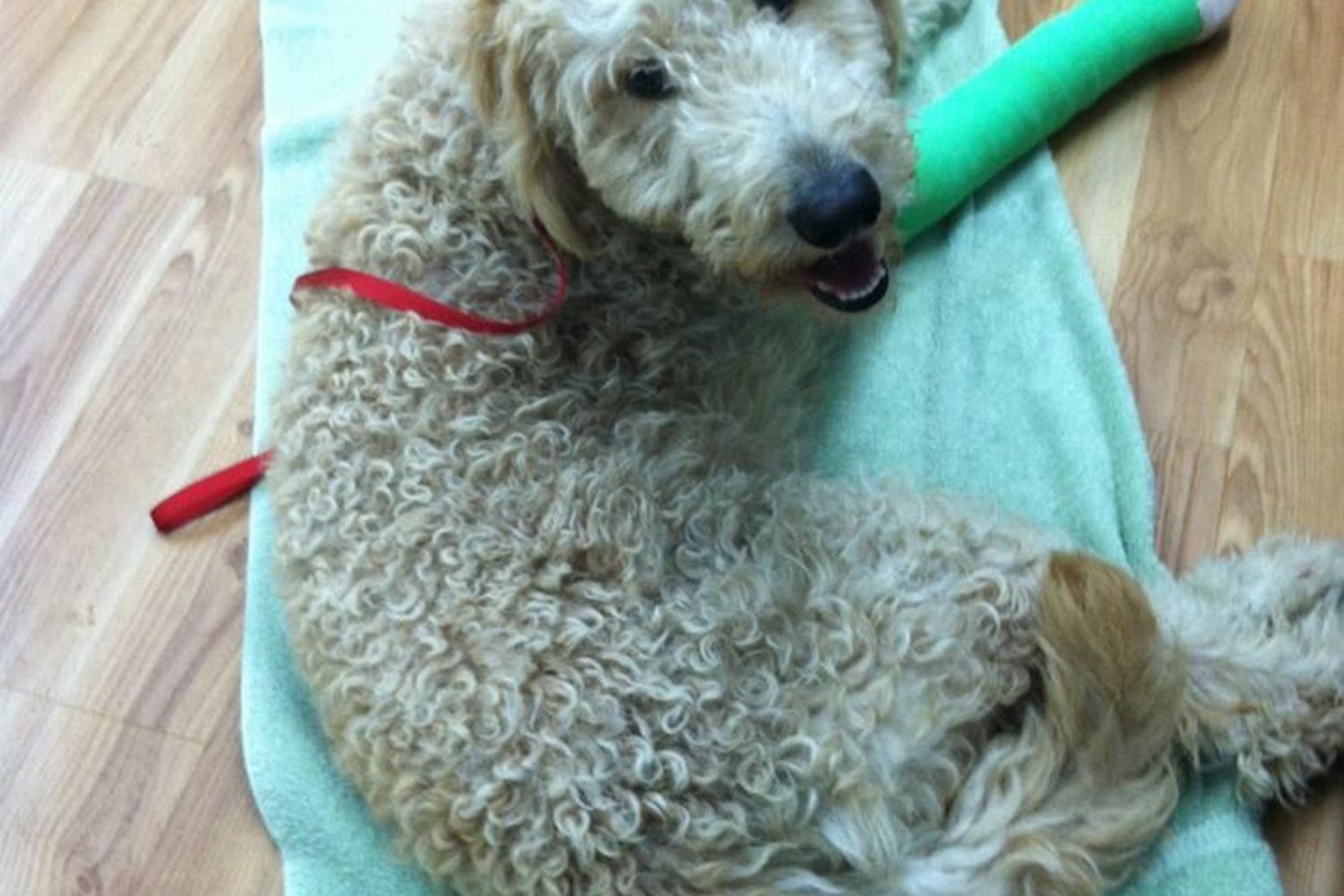 Veterinary Surgery Center of Sturbridge 4